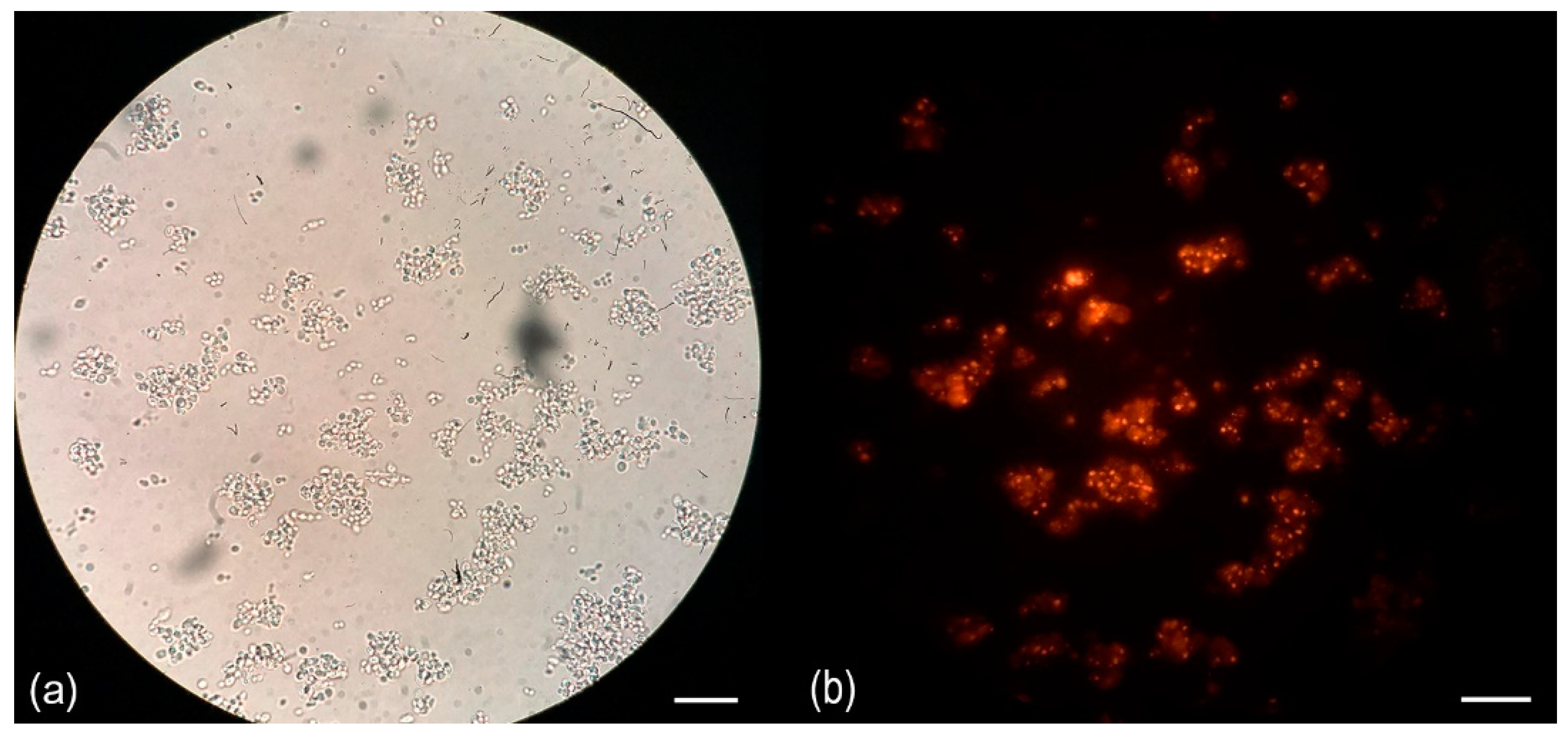 Microorganisms 08 00027 g003