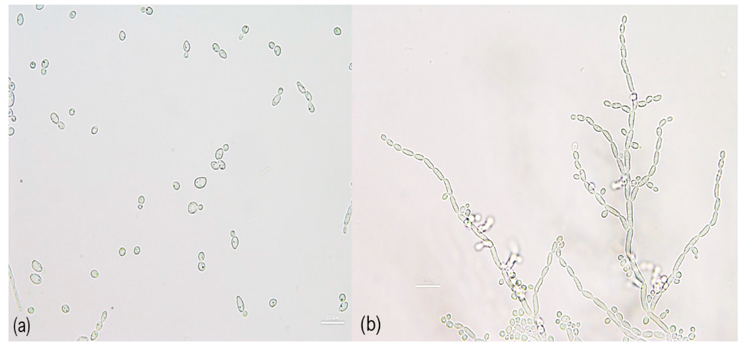 Microorganisms 08 00027 g005
