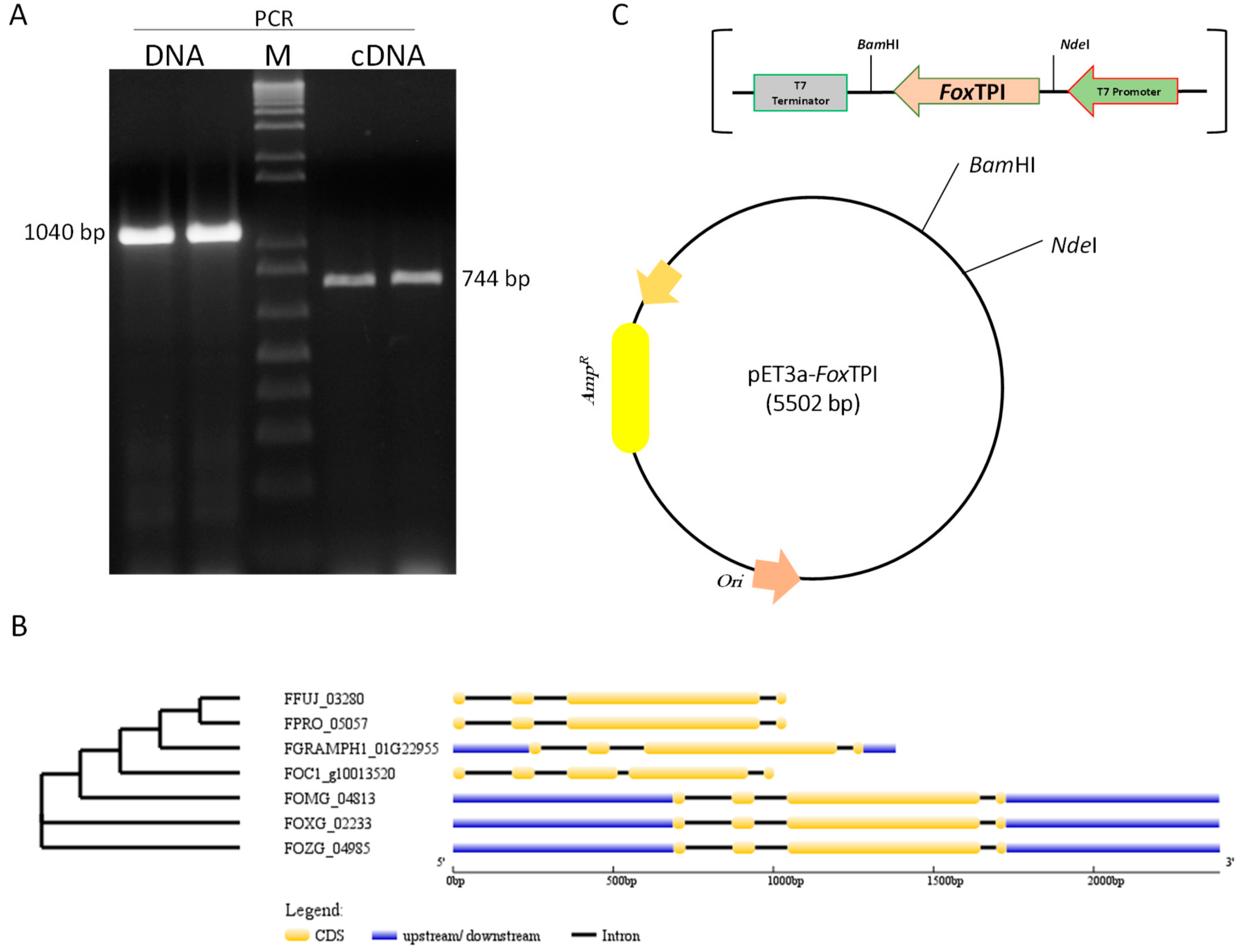 Microorganisms 08 00040 g001