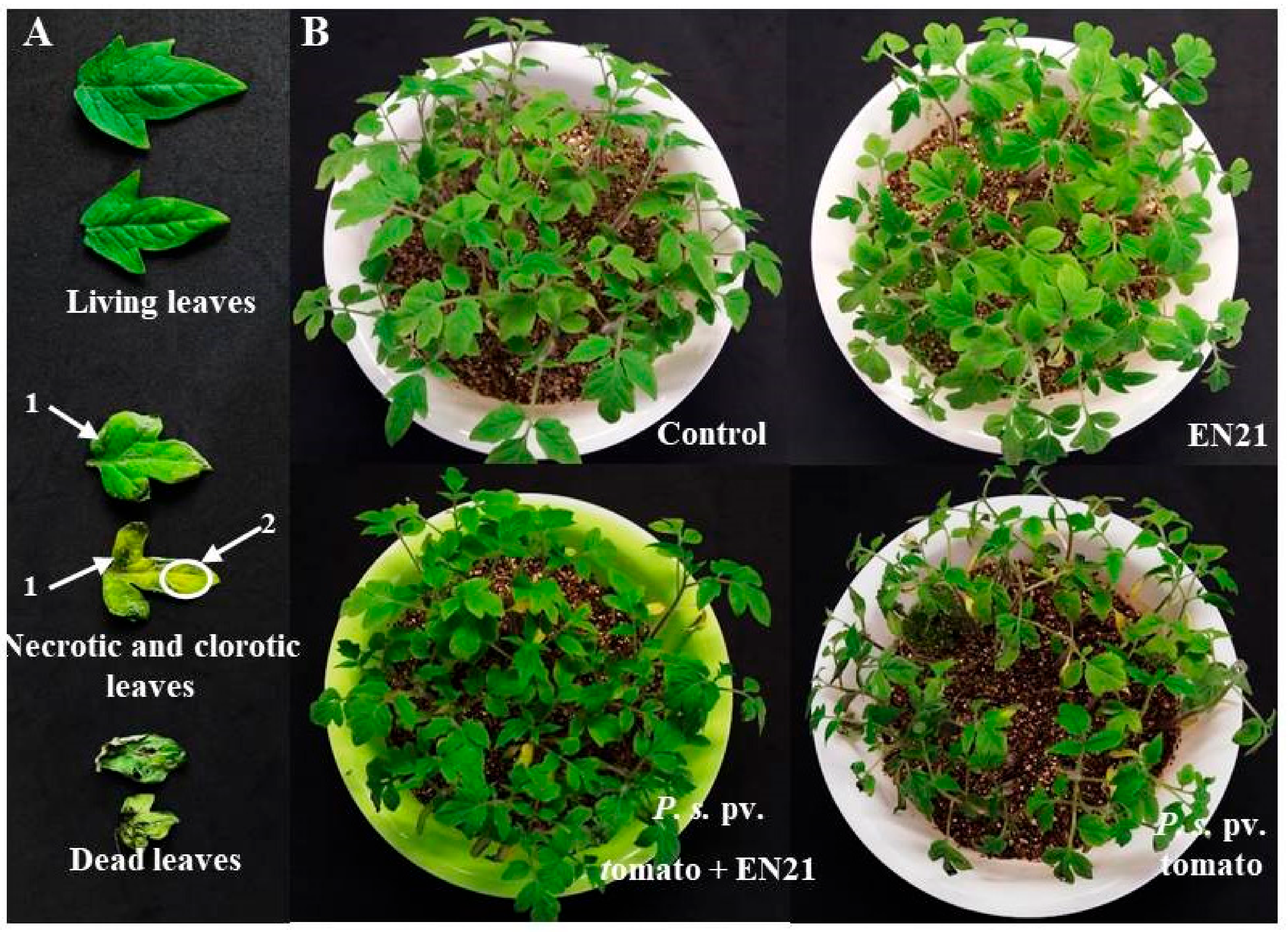 Microorganisms 08 00042 g005