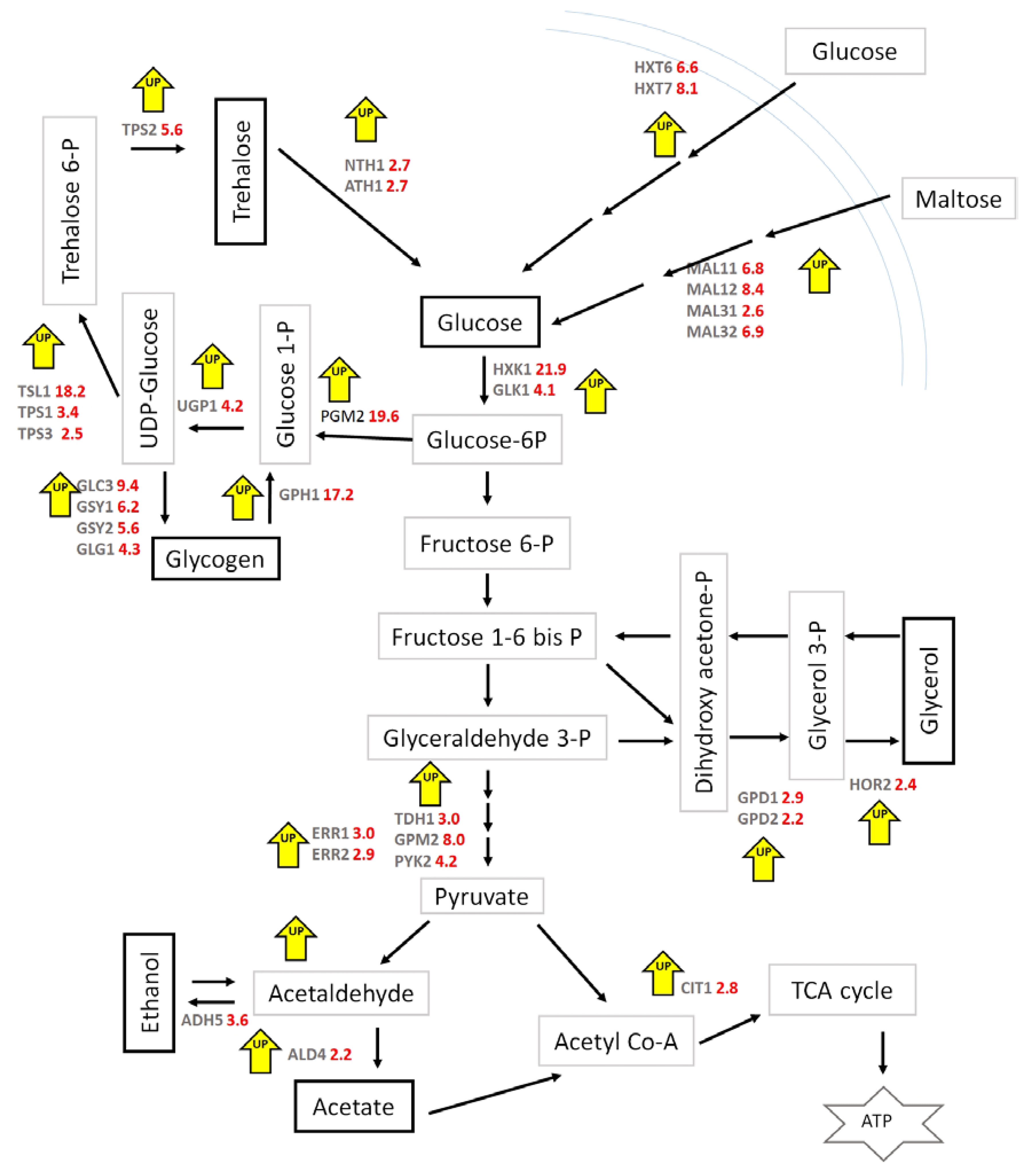 Microorganisms 08 00043 g010