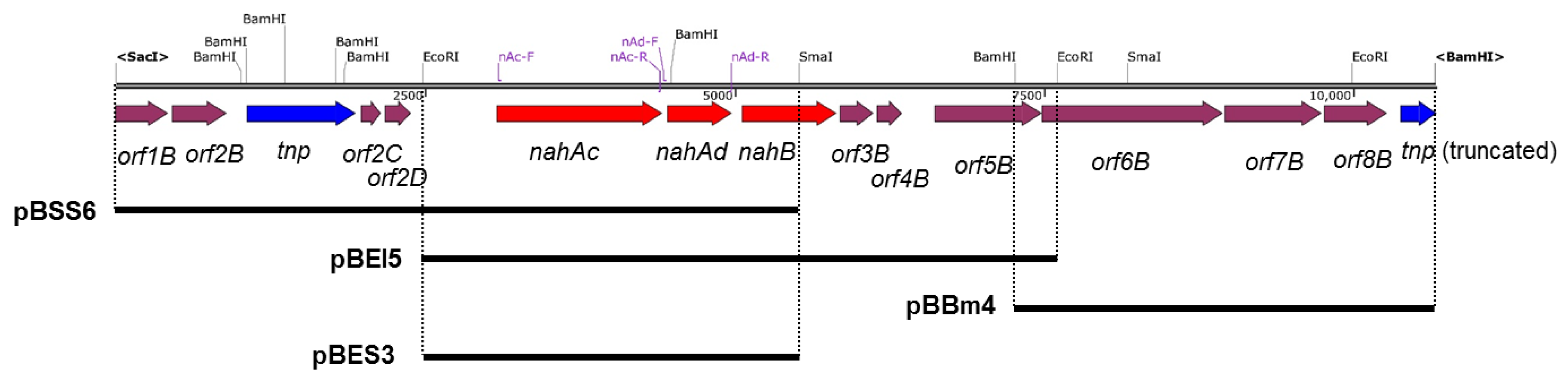 Microorganisms 08 00044 g002