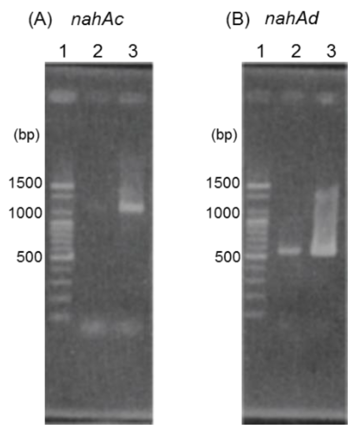 Microorganisms 08 00044 g004