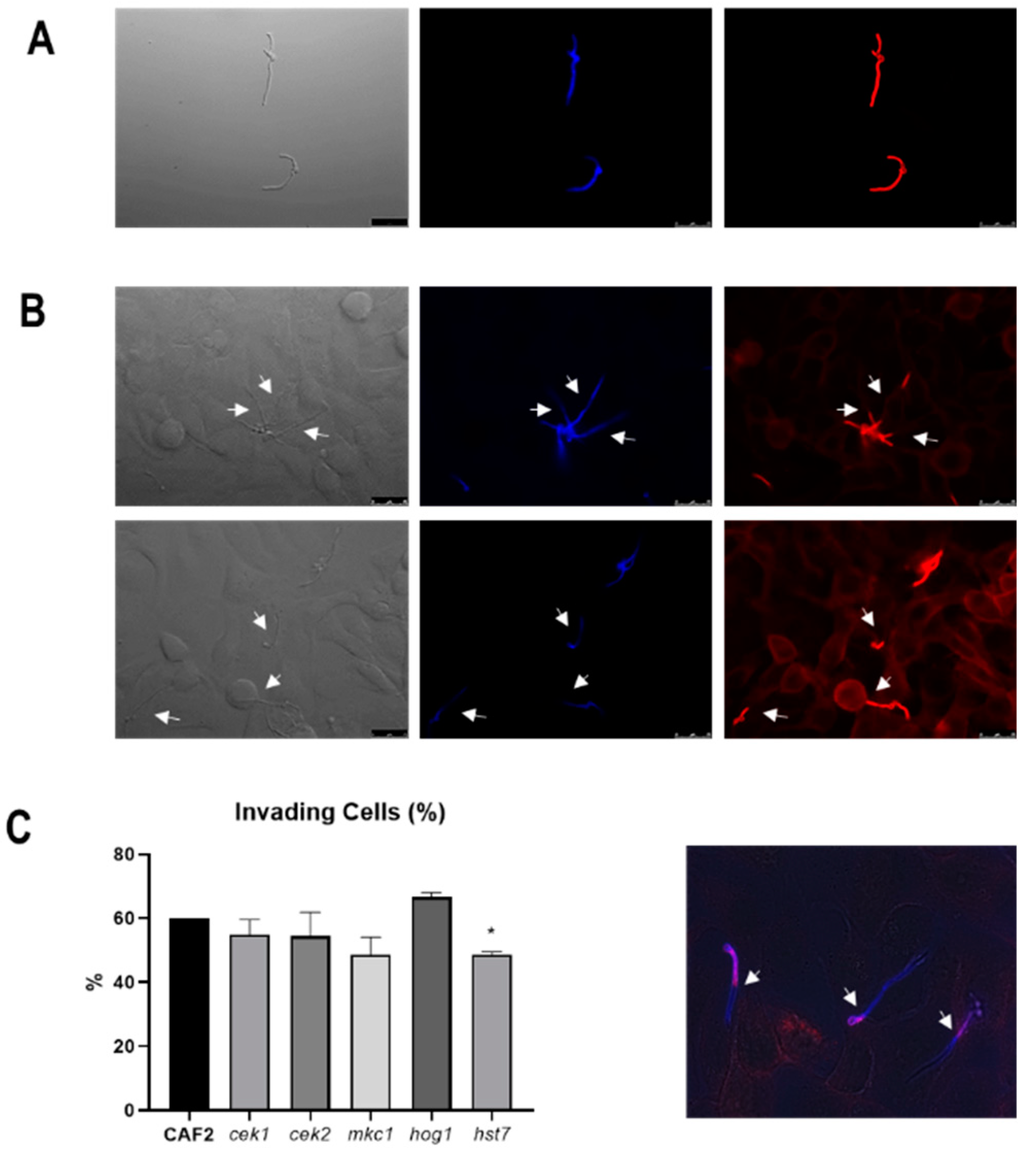 Microorganisms 08 00048 g002 Microorganisms 08 00048 g002