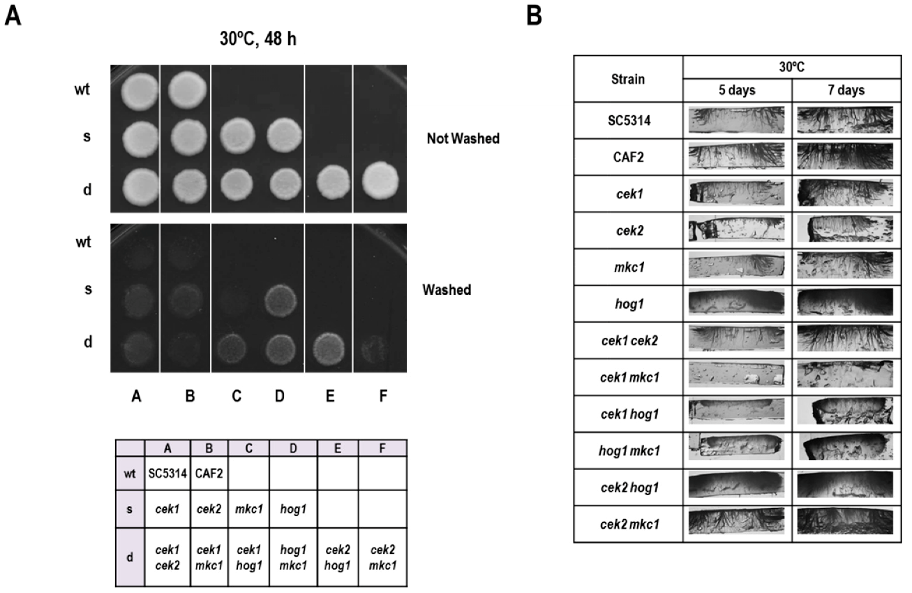 Microorganisms 08 00048 g003 Microorganisms 08 00048 g003