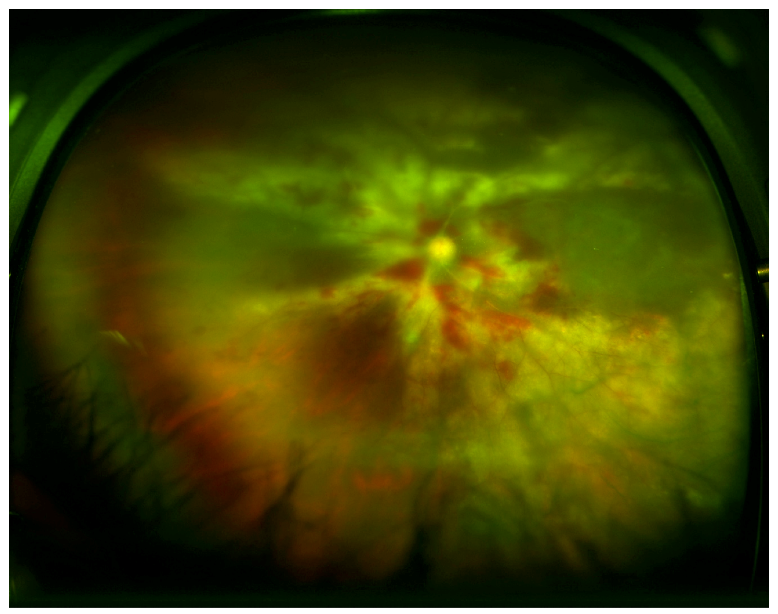 Microorganisms 08 00055 g002