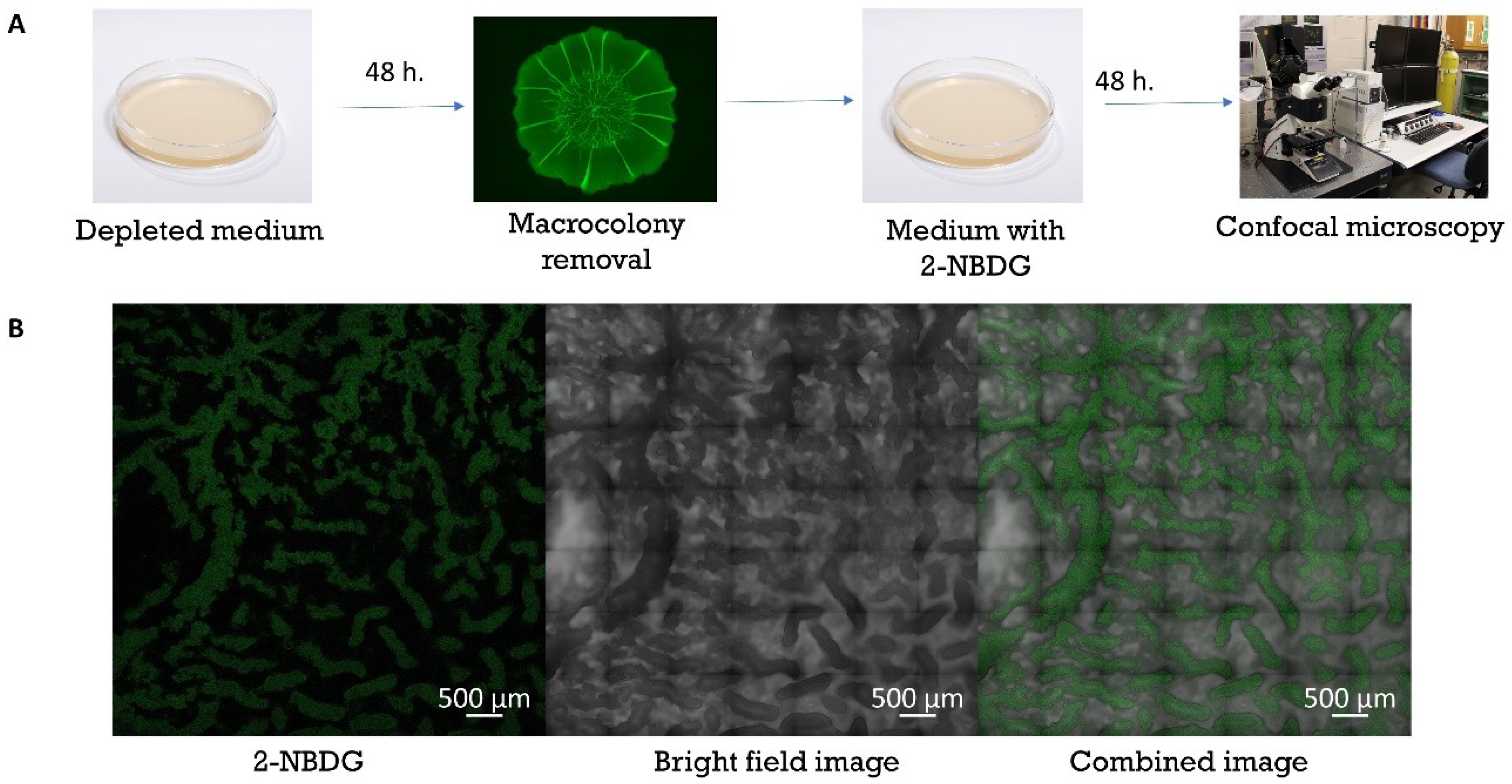 Microorganisms 08 00062 g005
