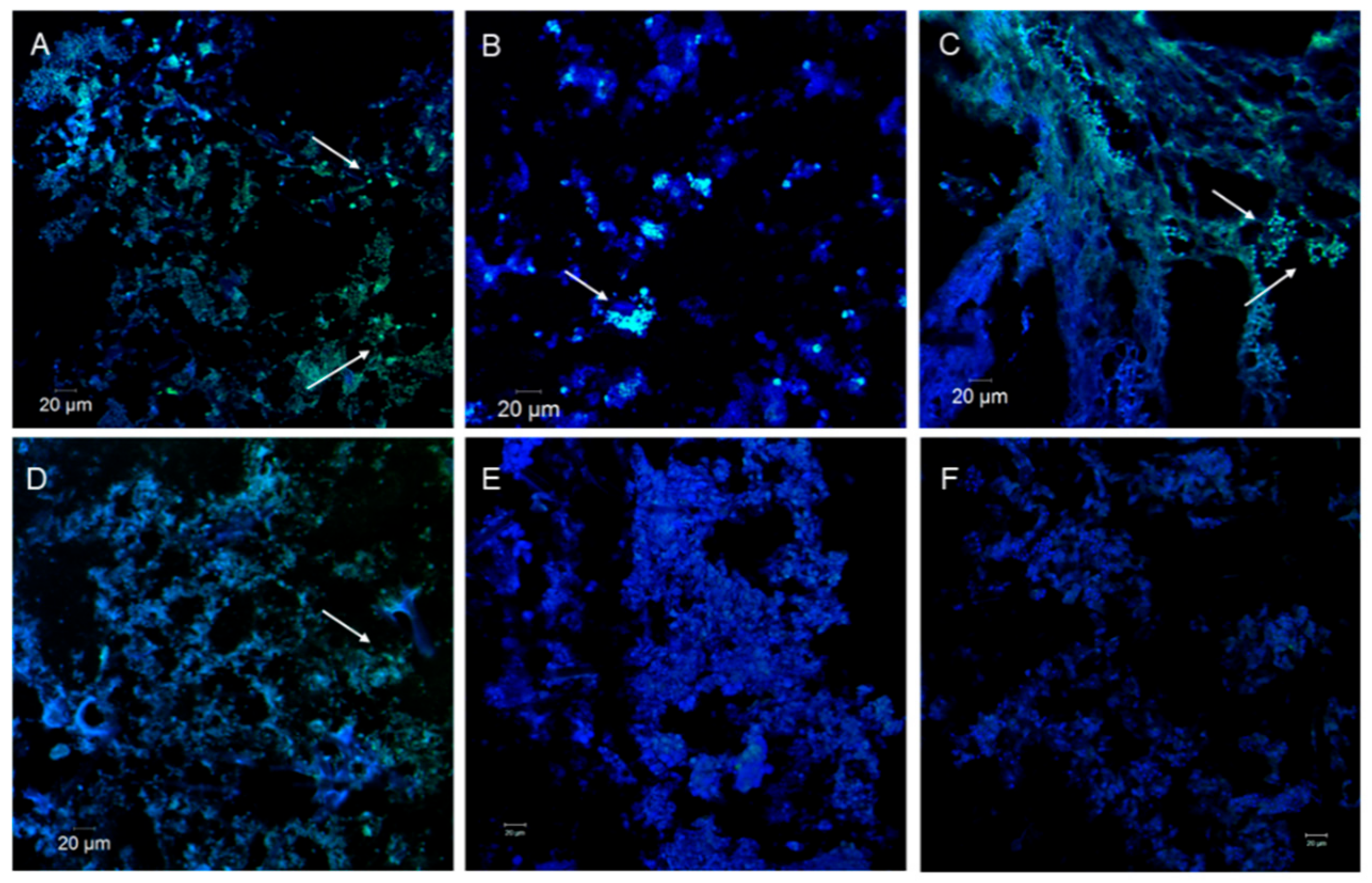 Microorganisms 08 00063 g001