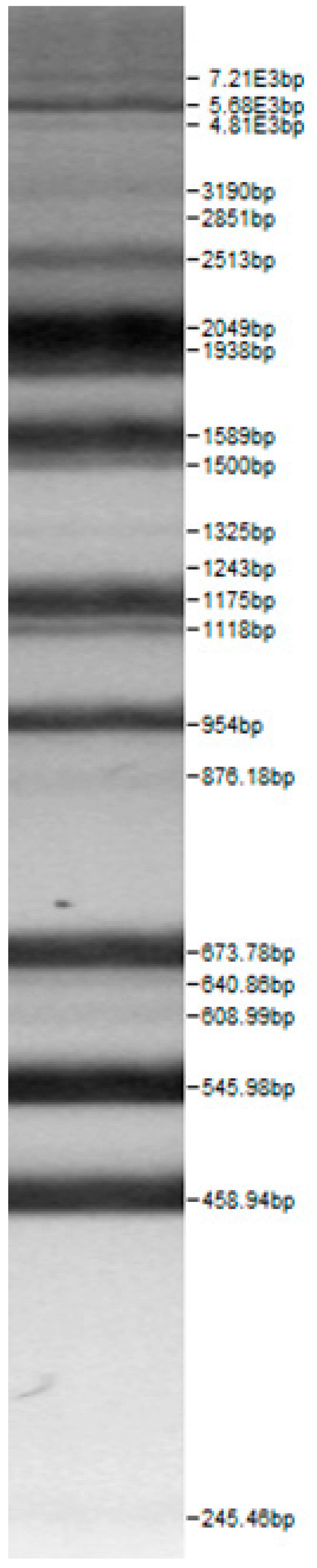 Microorganisms 08 00064 i008