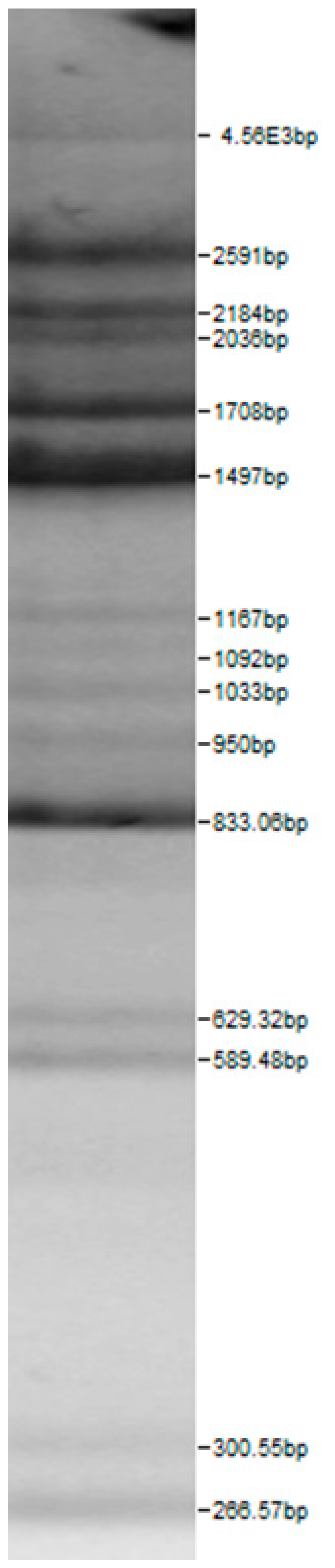 Microorganisms 08 00064 i010