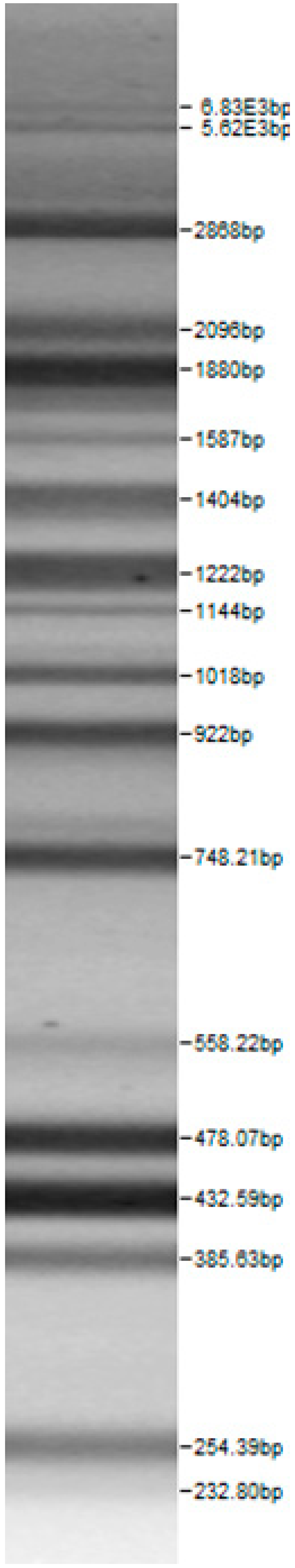 Microorganisms 08 00064 i011