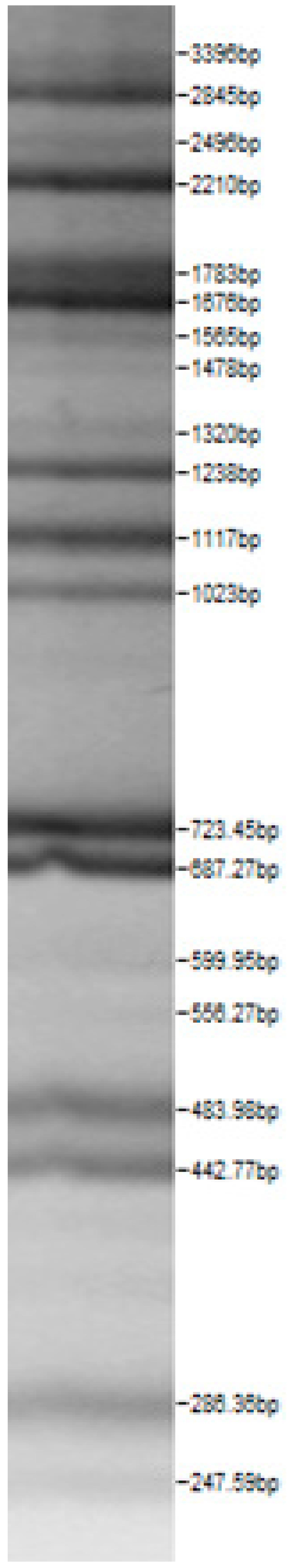 Microorganisms 08 00064 i012