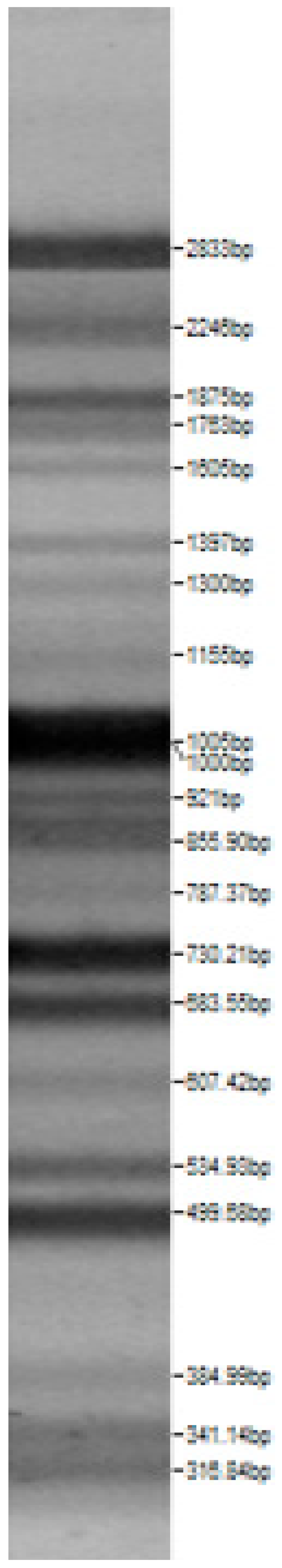 Microorganisms 08 00064 i013