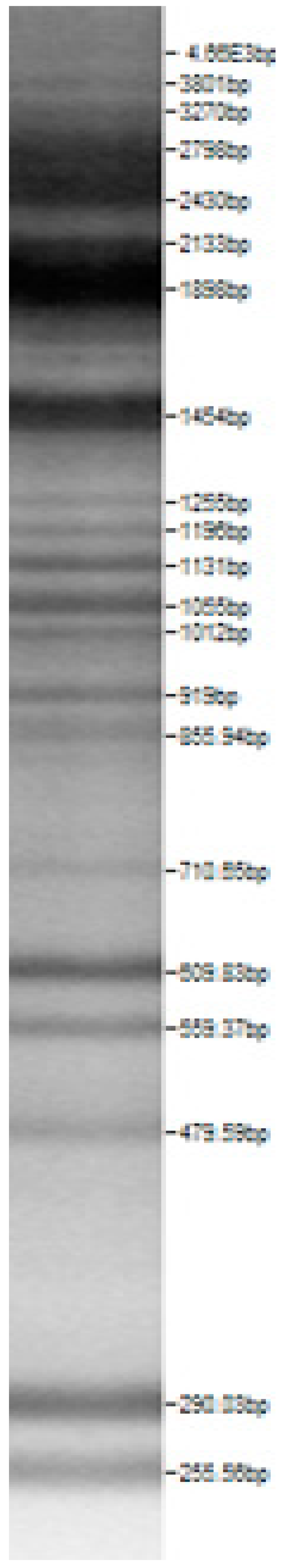 Microorganisms 08 00064 i014