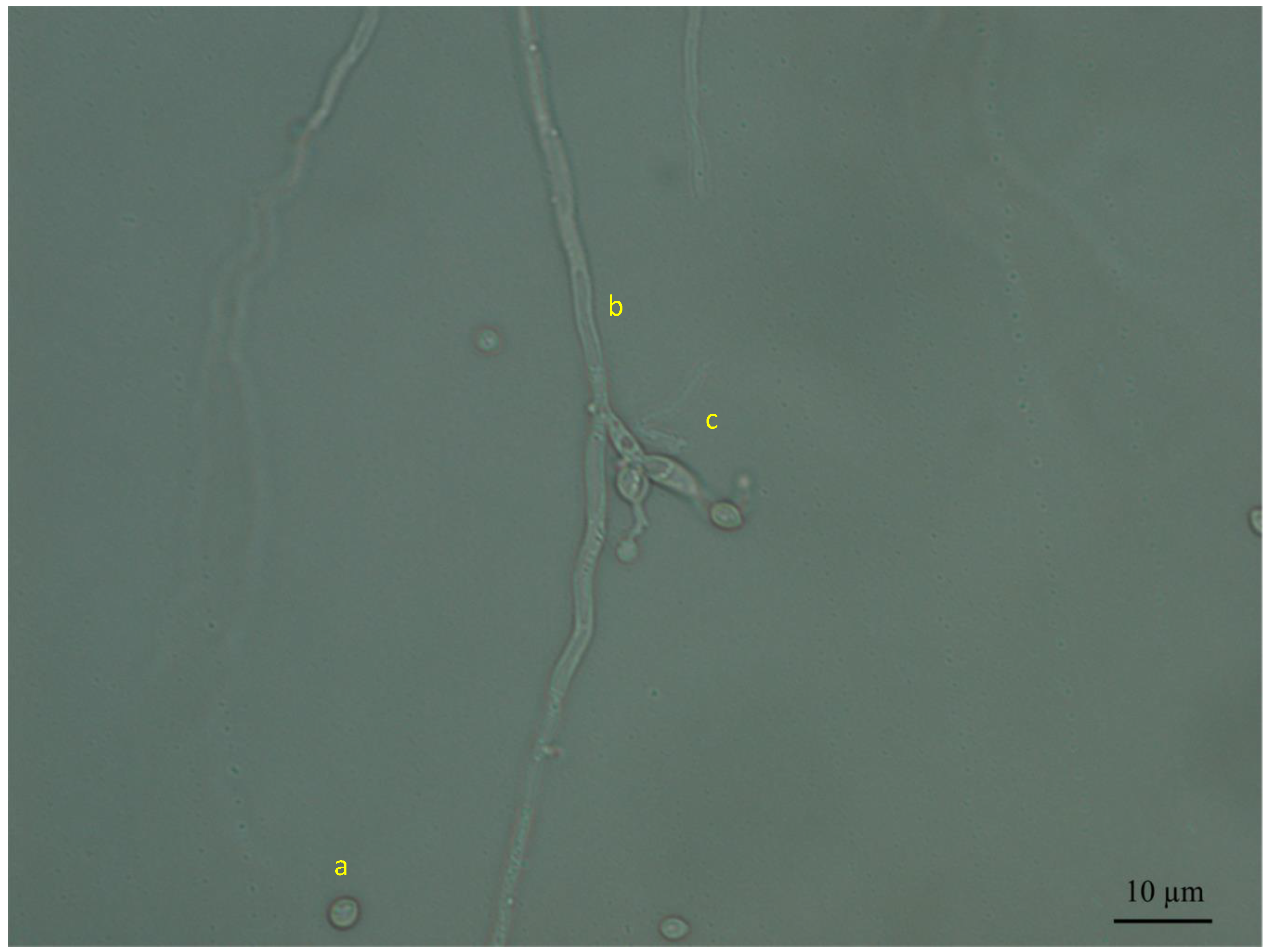 Microorganisms 08 00065 g001