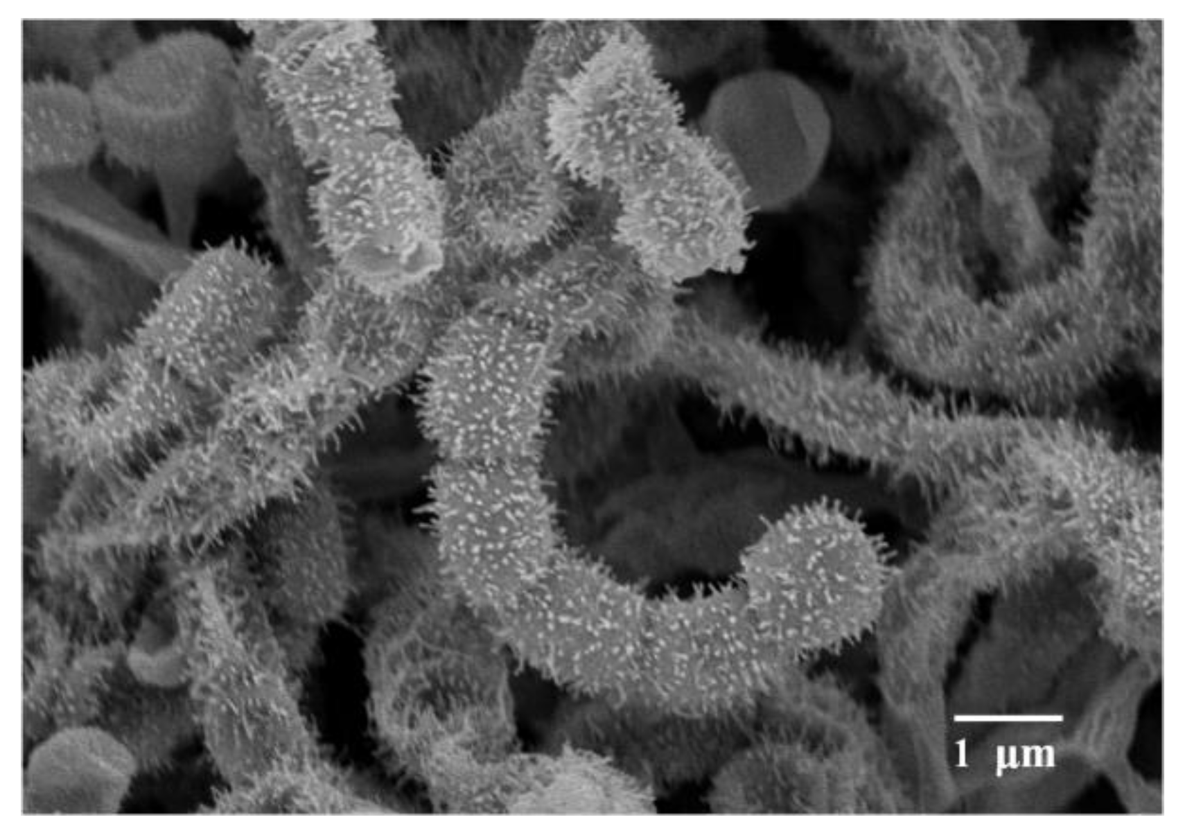 Microorganisms 08 00077 g001 Microorganisms 08 00077 g001