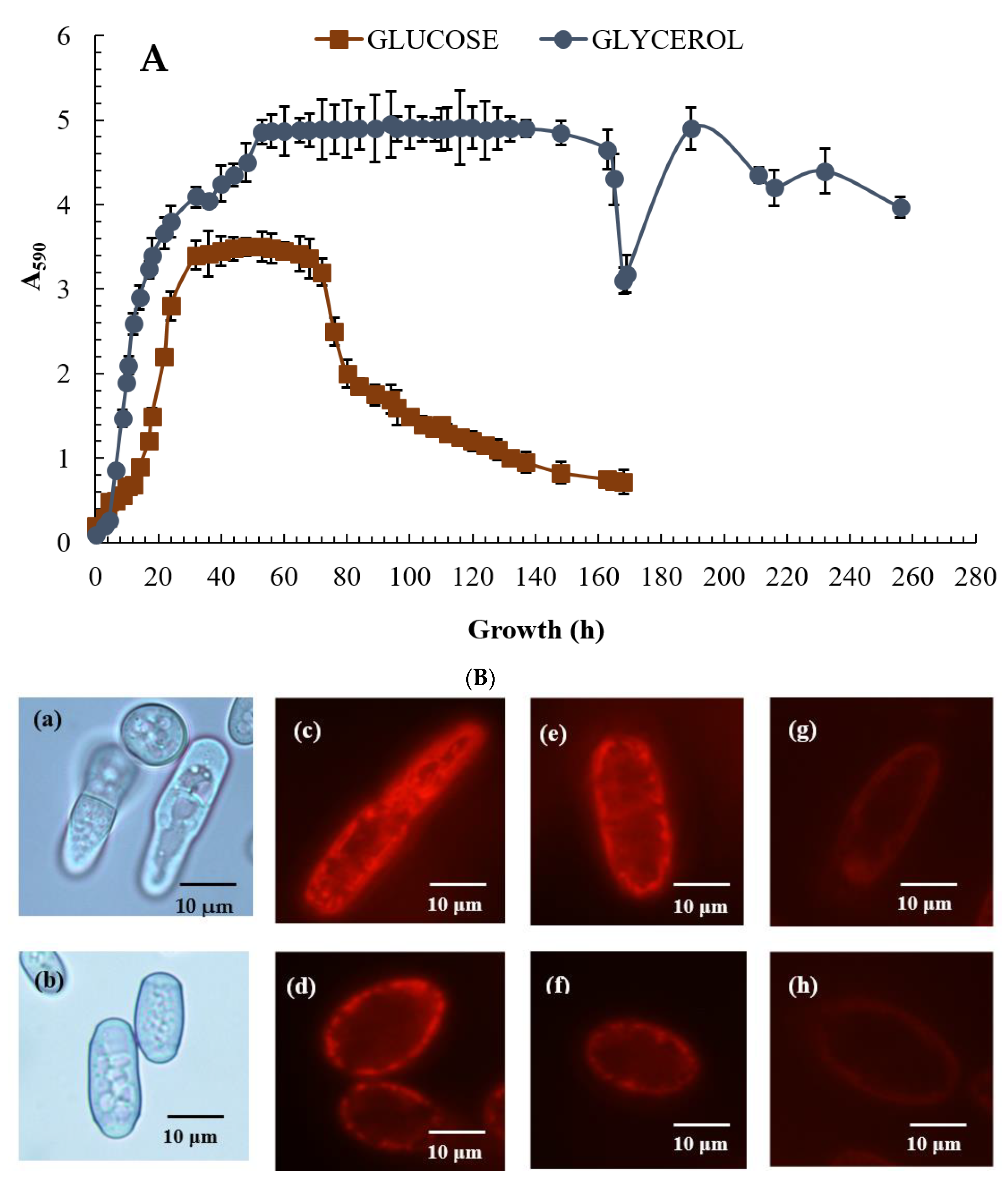 Microorganisms 08 00091 g002