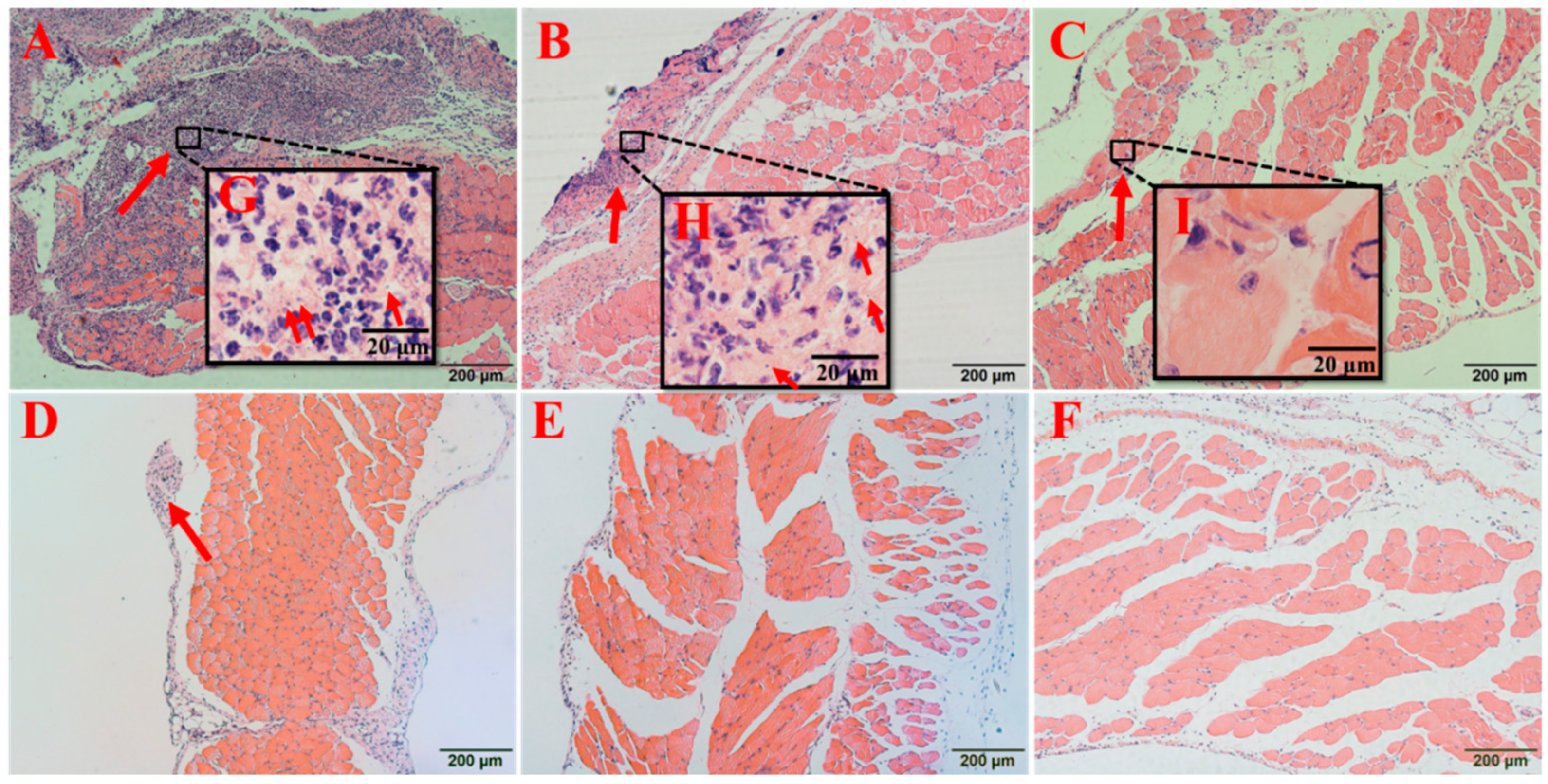 Microorganisms 08 00099 g009 Microorganisms 08 00099 g009
