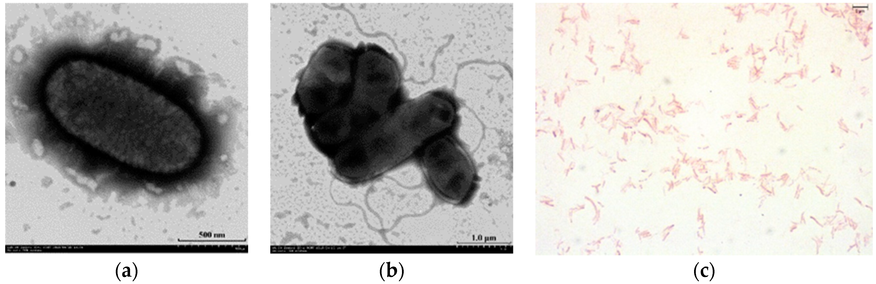 Microorganisms 08 00101 g001 Microorganisms 08 00101 g001