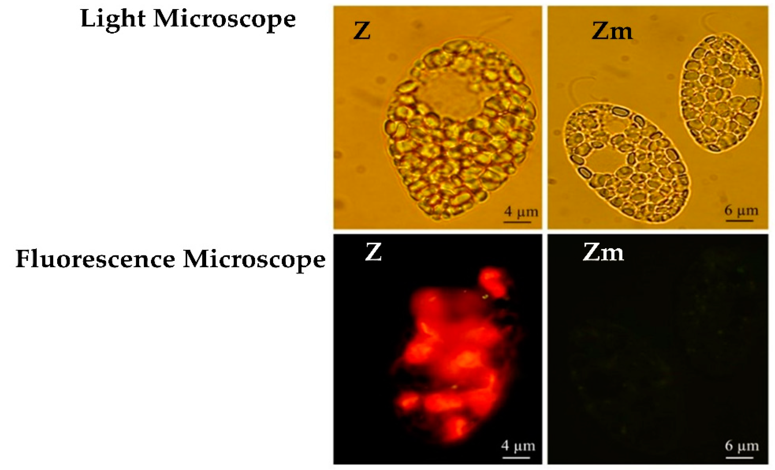 Microorganisms 08 00115 g002