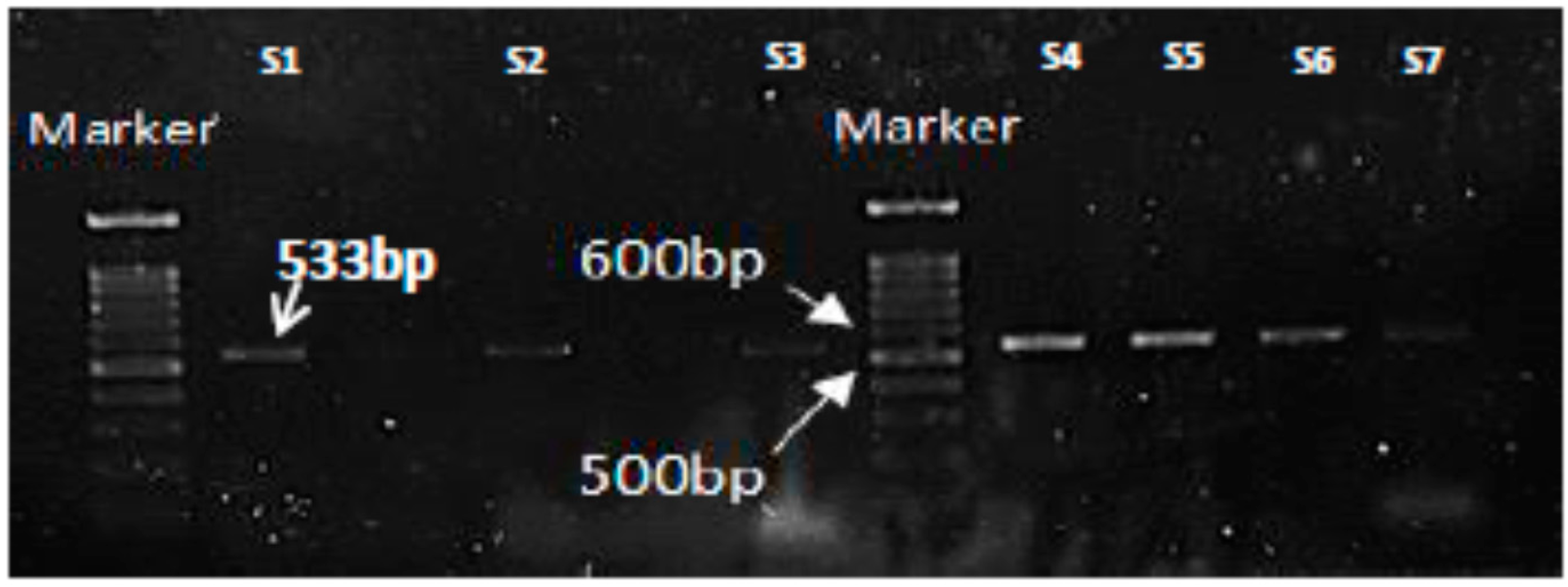 Microorganisms 08 00147 g002