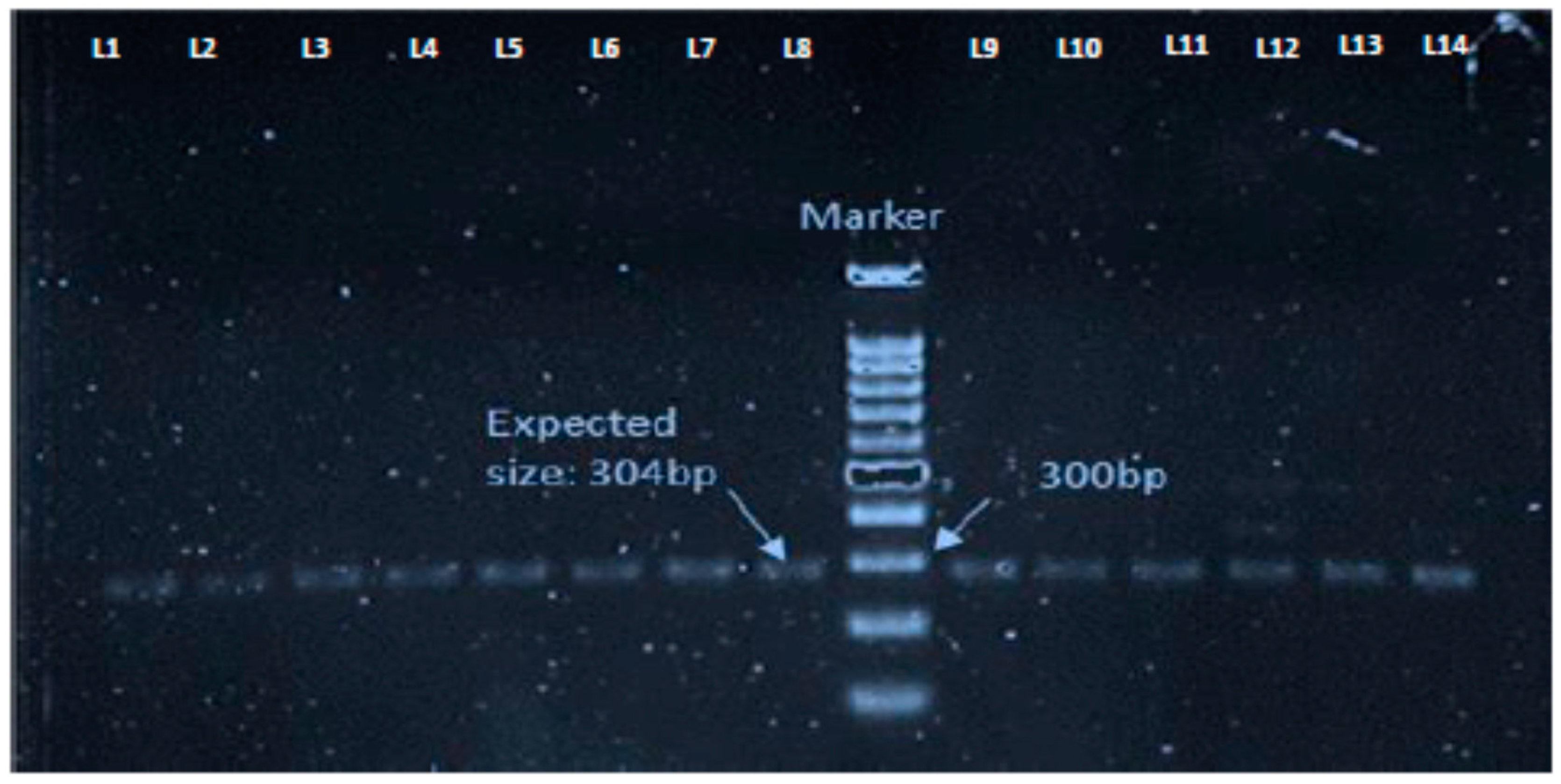 Microorganisms 08 00147 g003