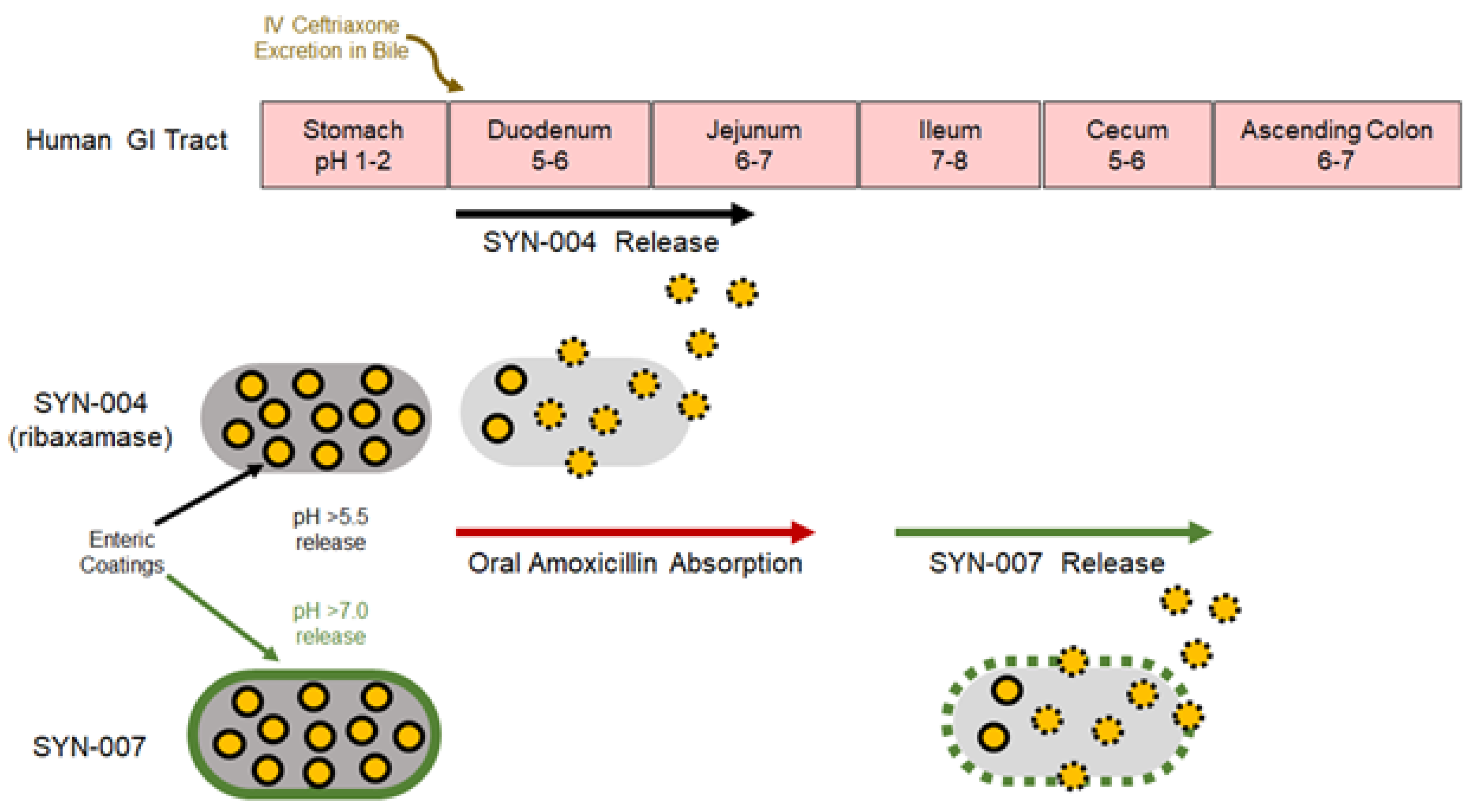 Microorganisms 08 00152 g001