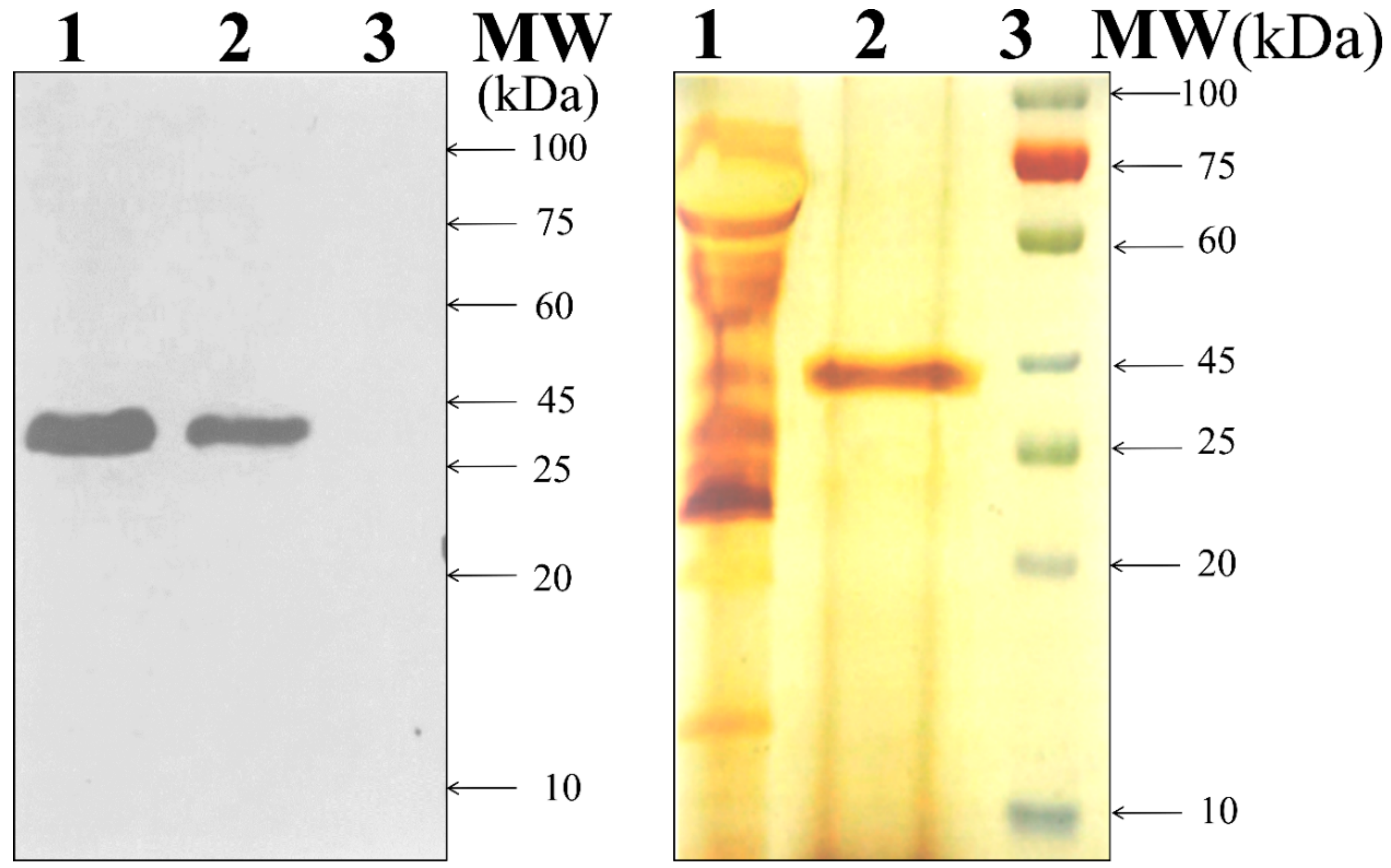 Microorganisms 08 00159 g001