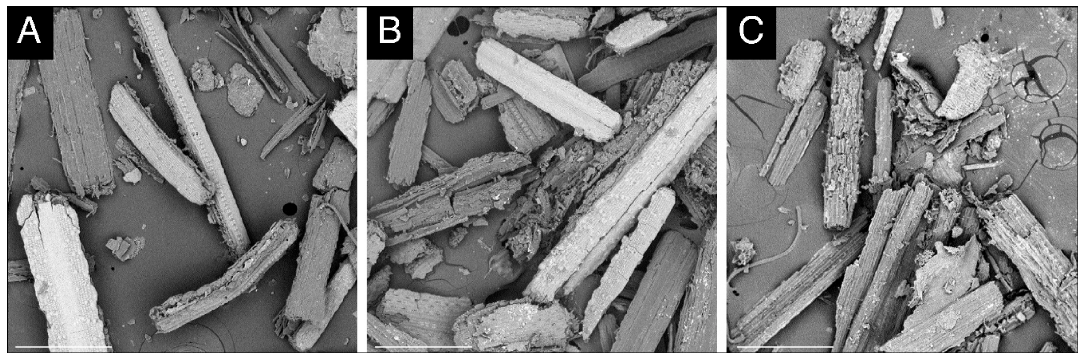 Microorganisms 08 00159 g003