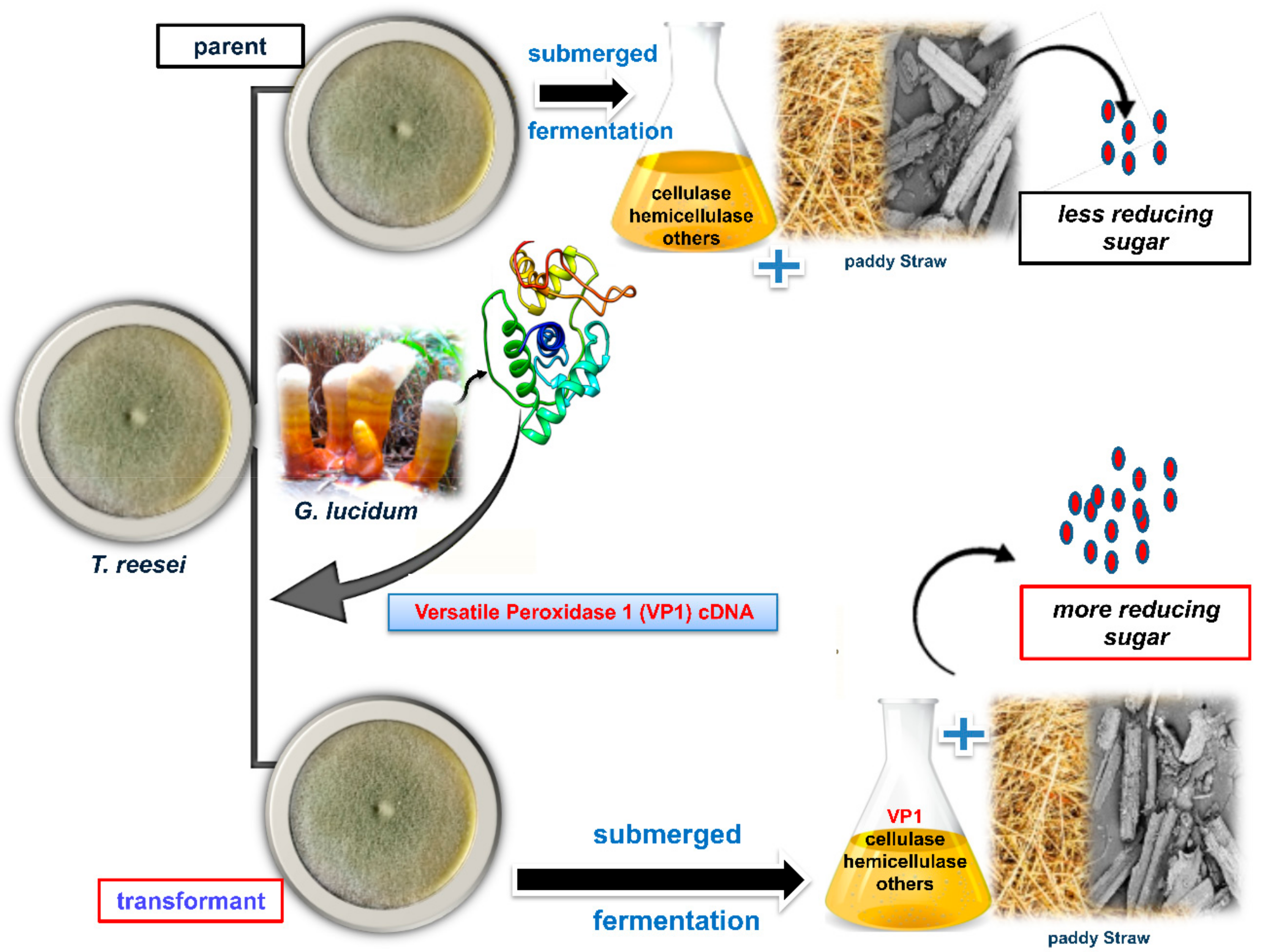 Microorganisms 08 00159 g004