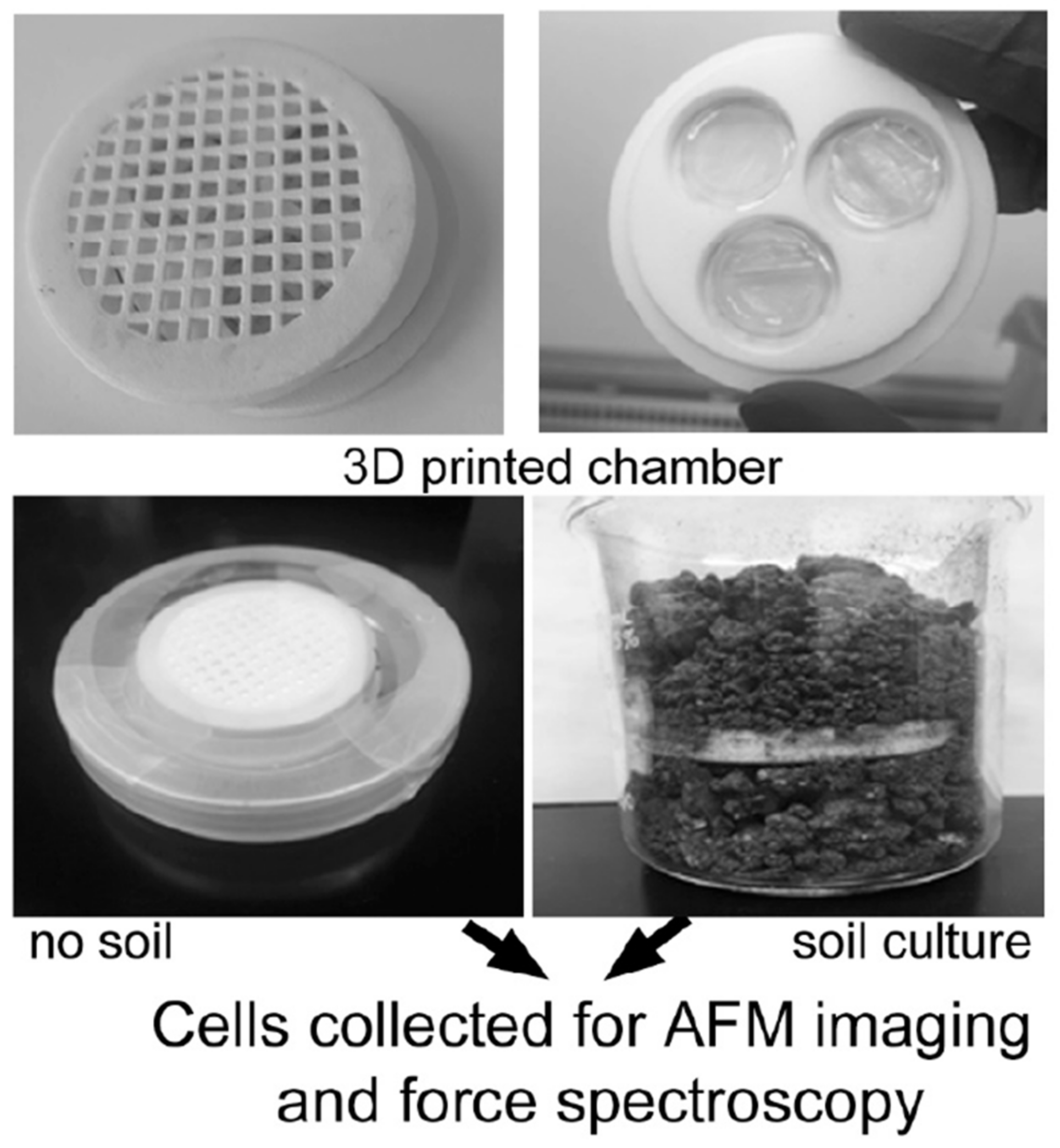 Microorganisms 08 00160 g001