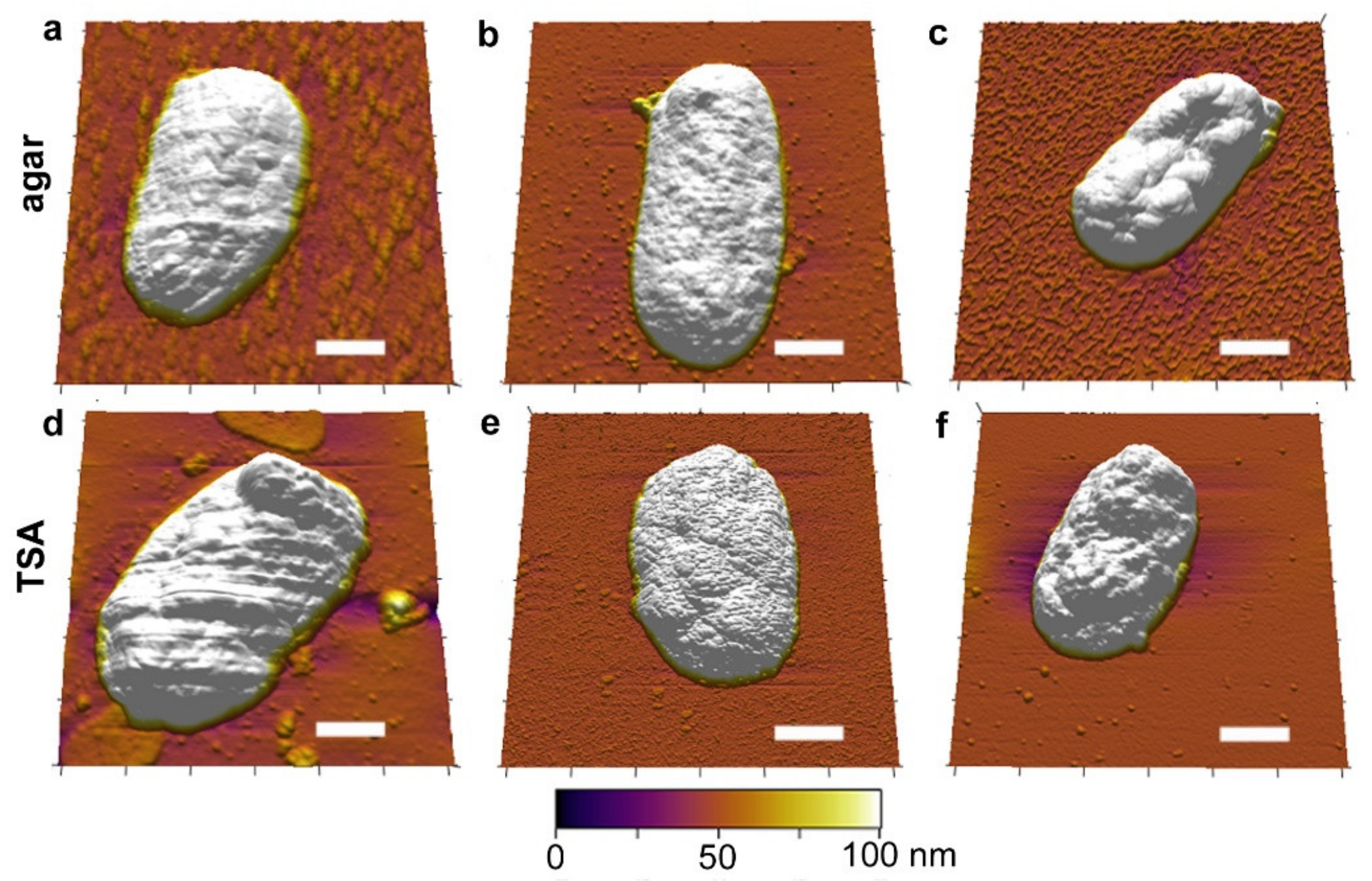 Microorganisms 08 00160 g002