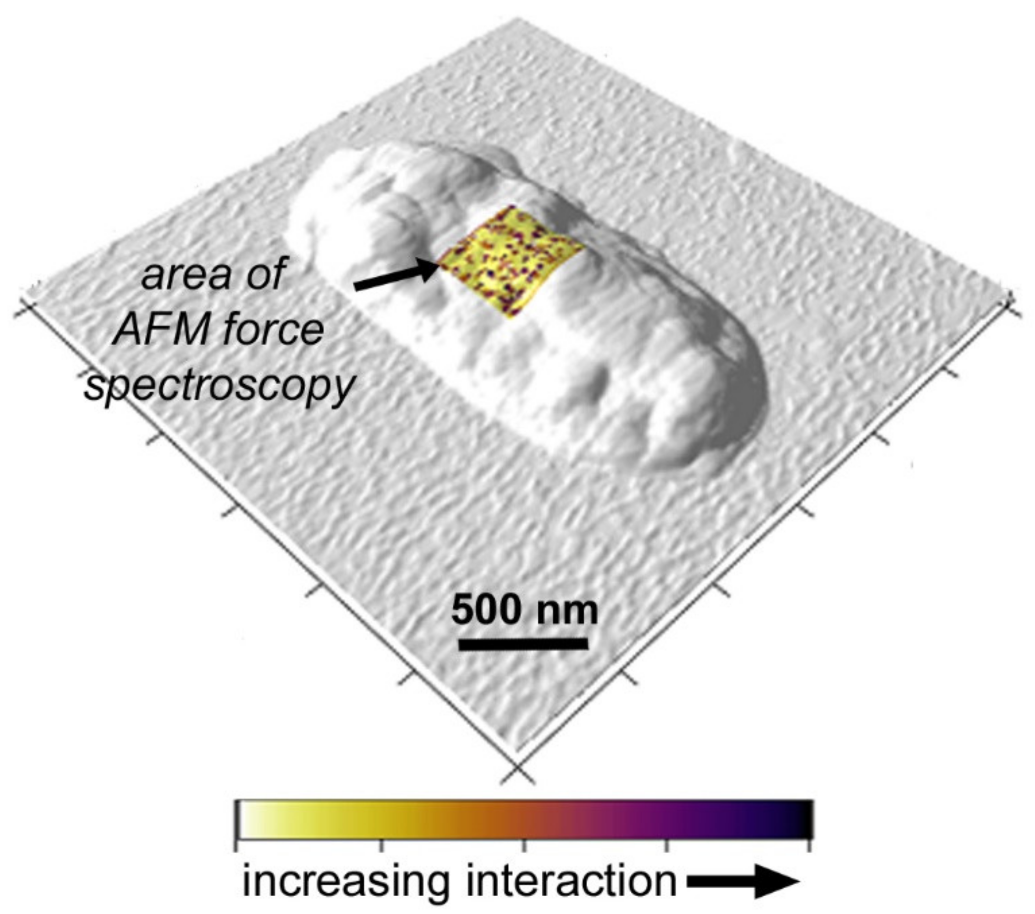 Microorganisms 08 00160 g005