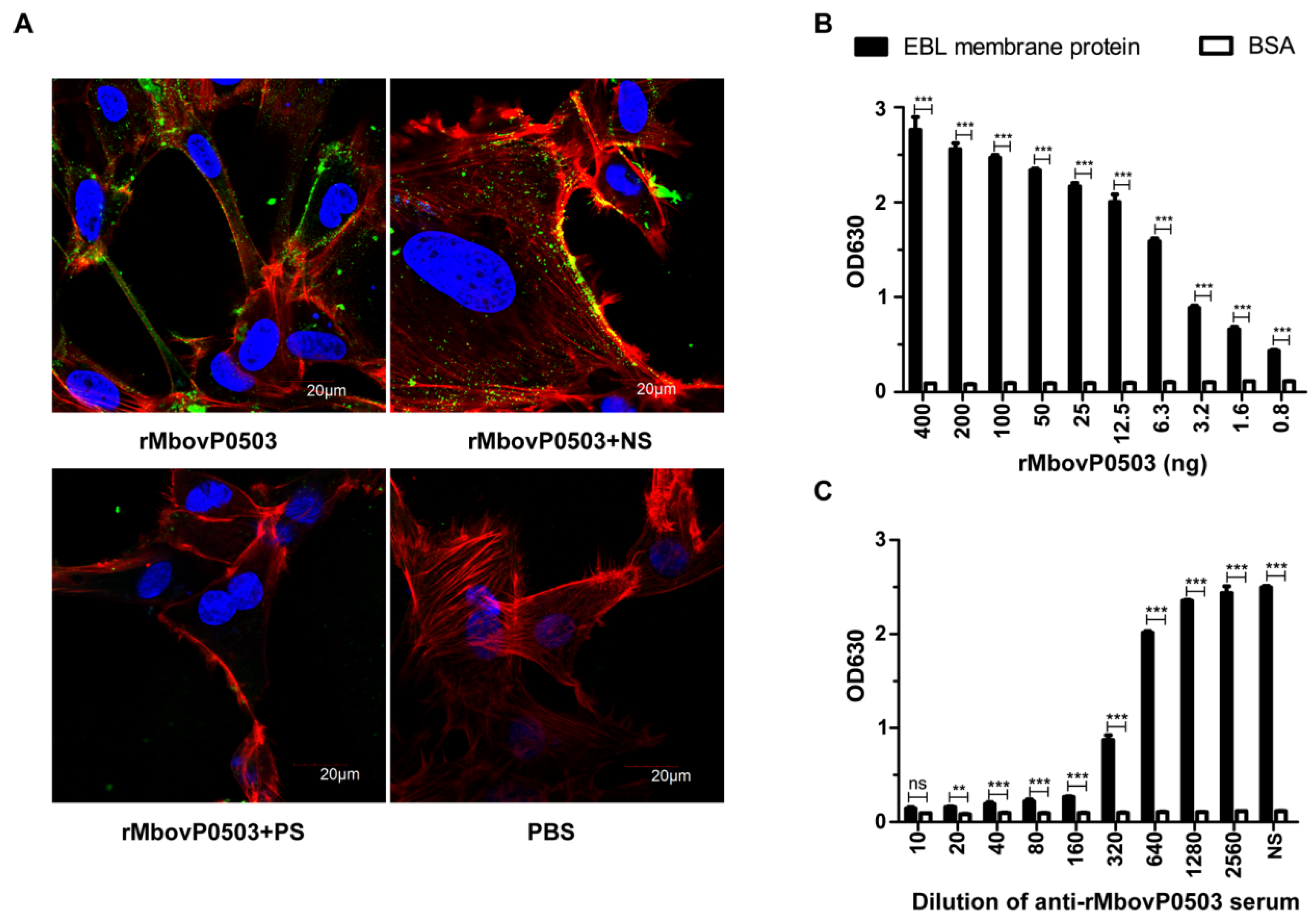 Microorganisms 08 00164 g004