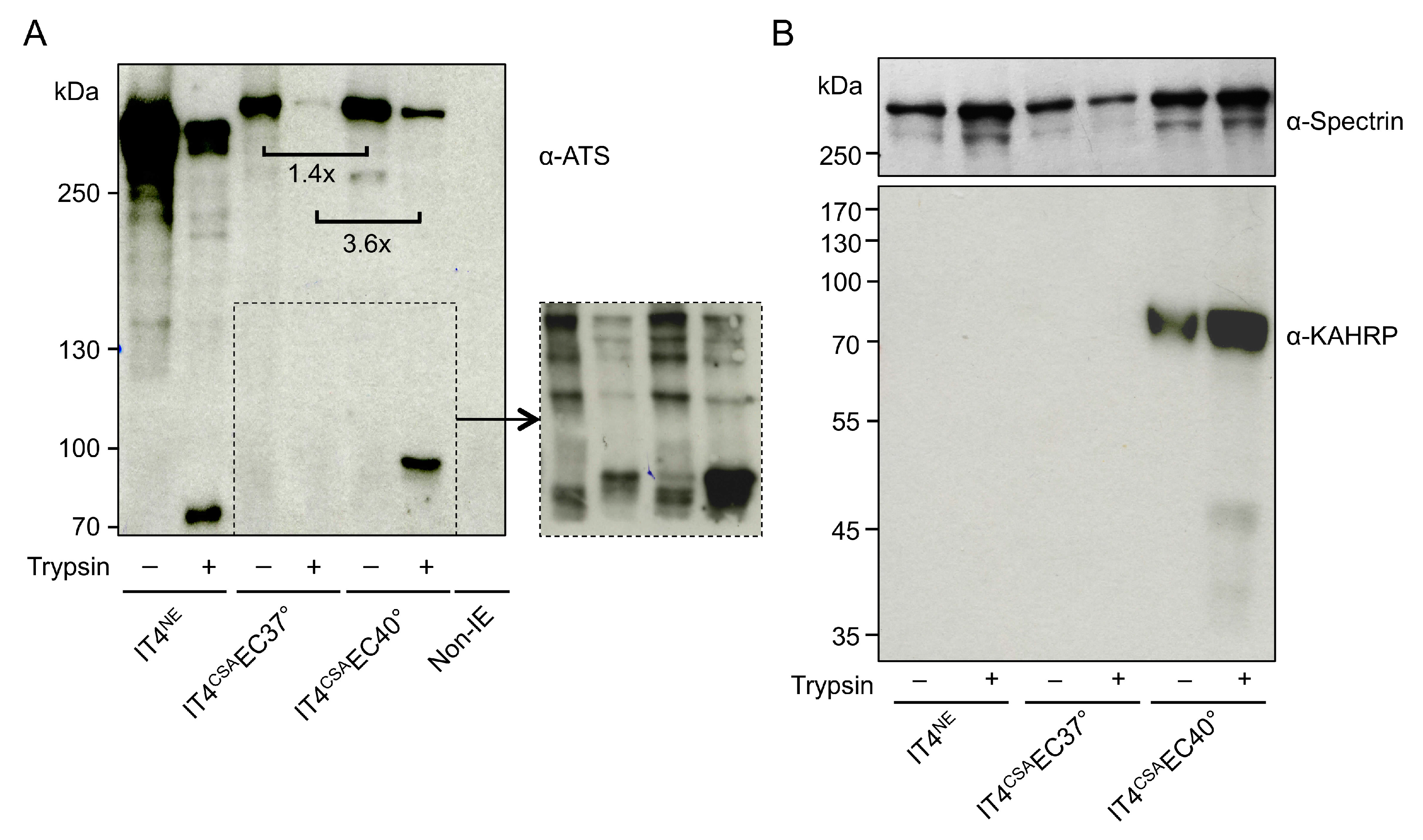 Microorganisms 08 00174 g002