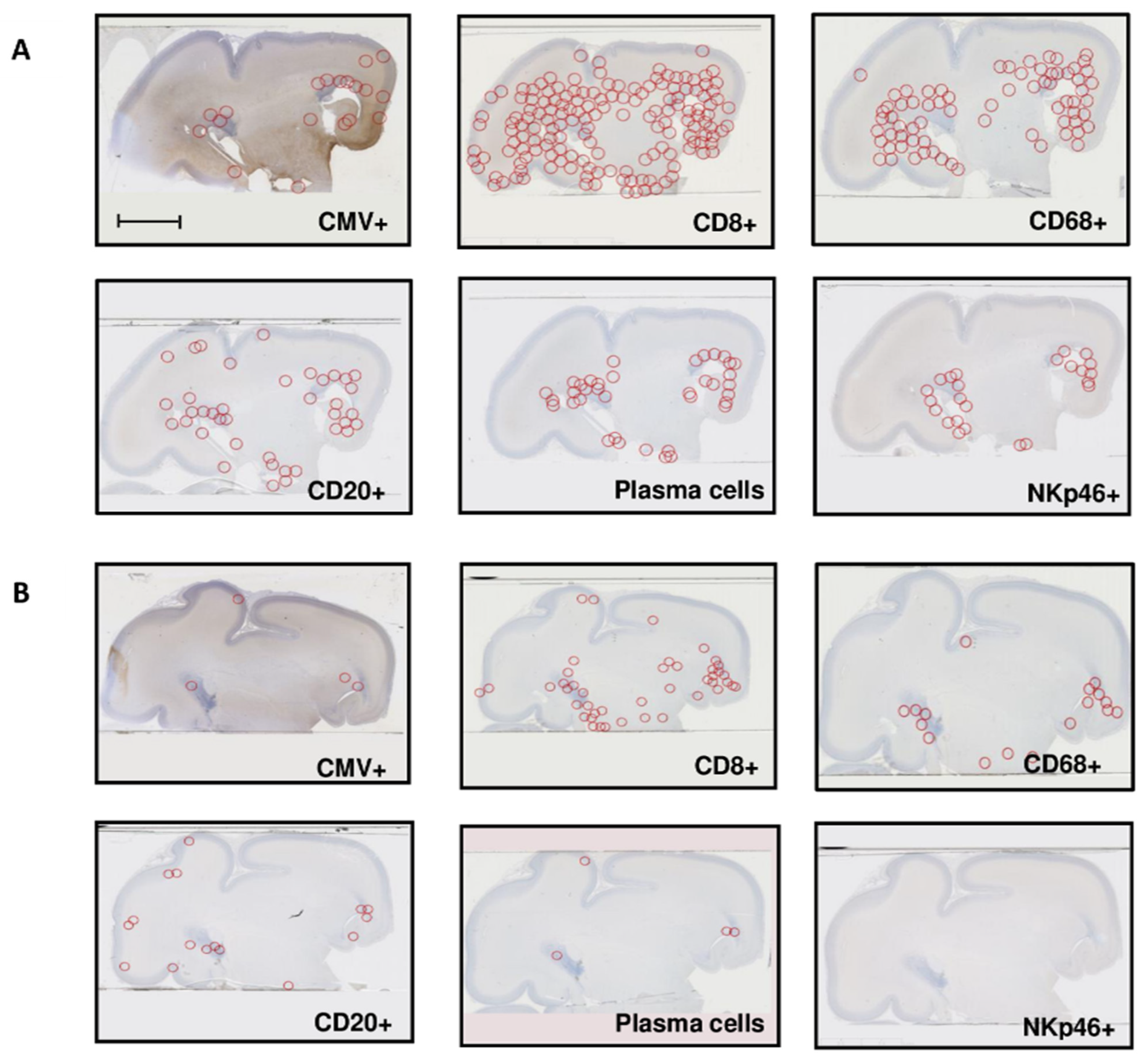Microorganisms 08 00176 g002