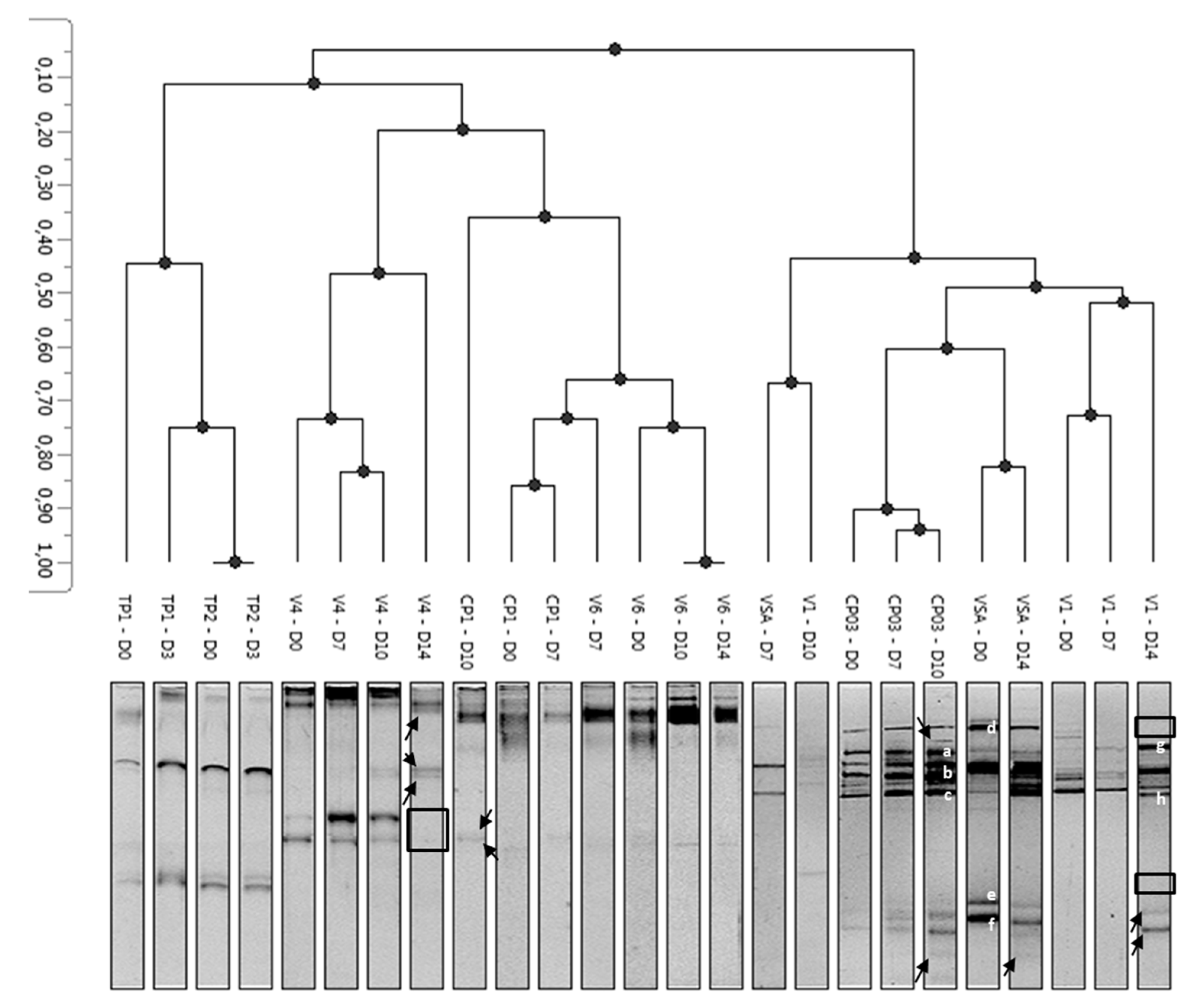 Microorganisms 08 00185 g005