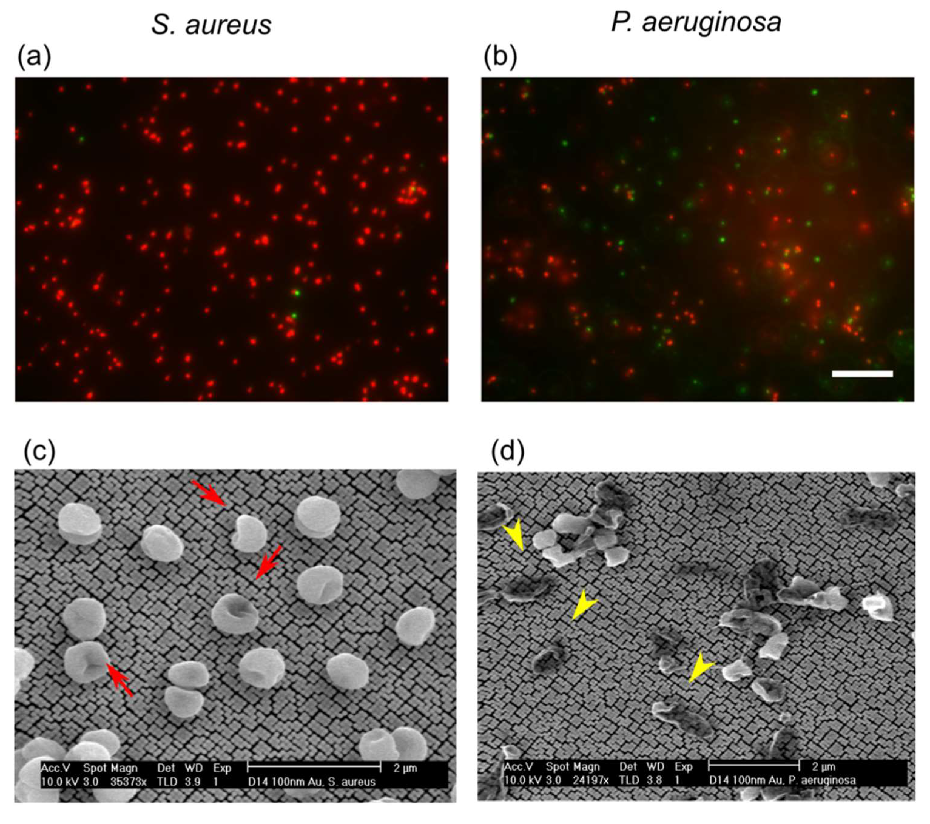 Microorganisms 08 00186 g002