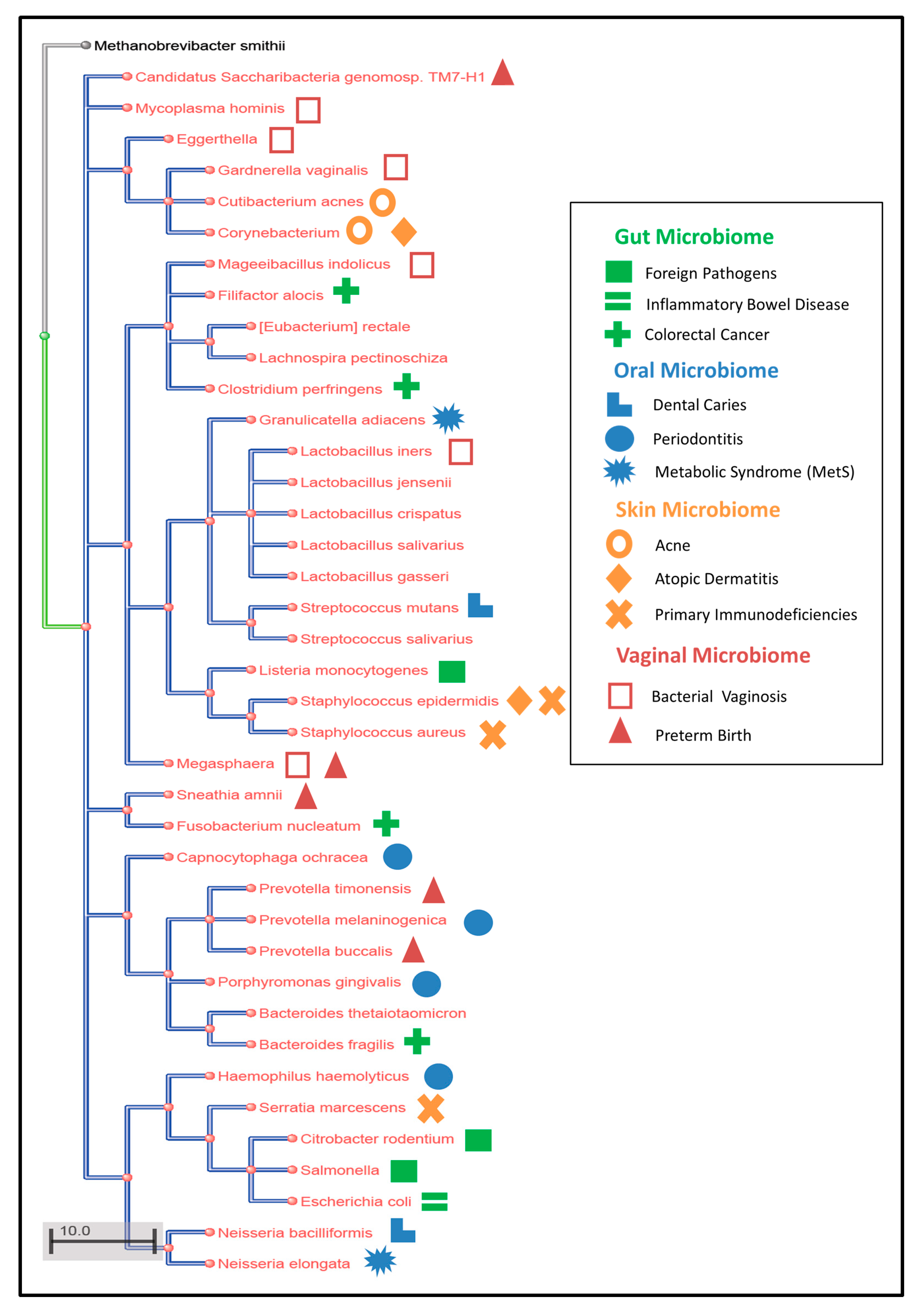 Microorganisms 08 00197 g002