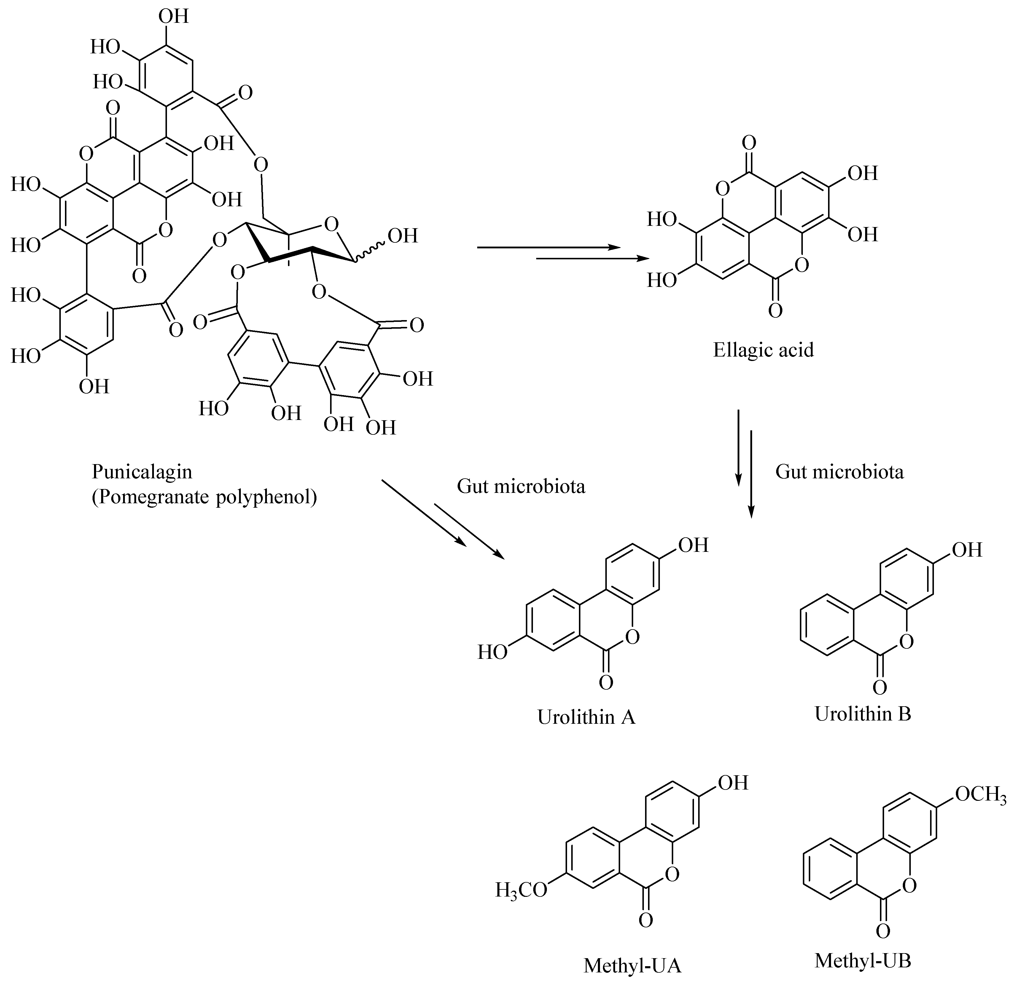 Microorganisms 08 00199 g006 Microorganisms 08 00199 g006