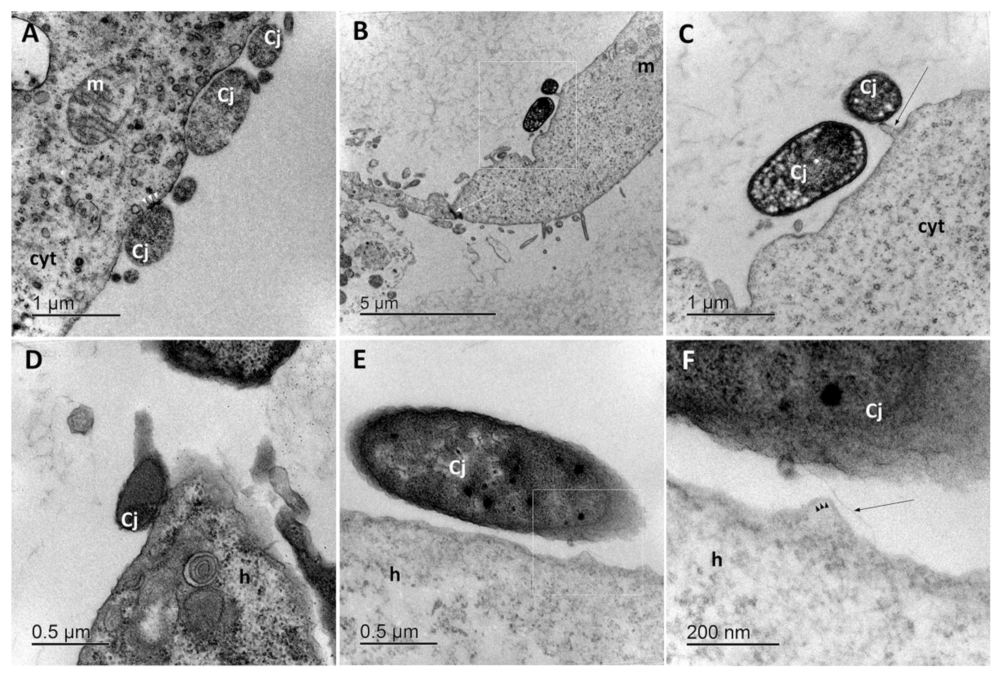 Microorganisms 08 00201 g002