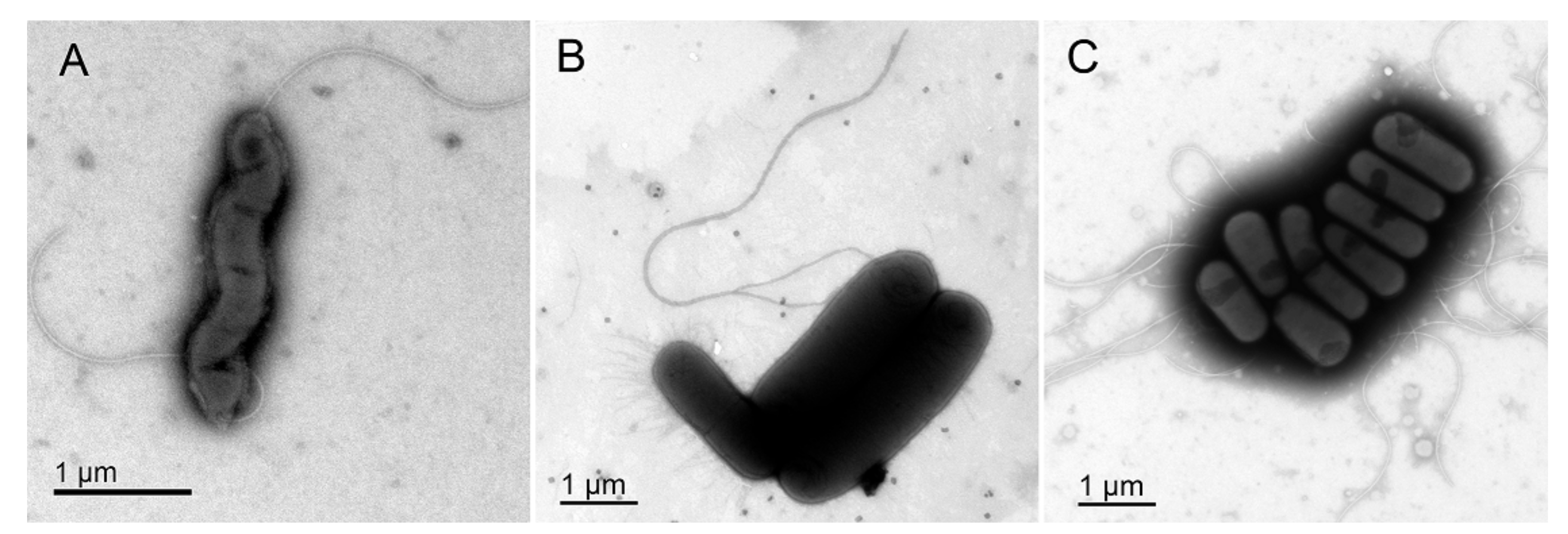 Microorganisms 08 00201 g004