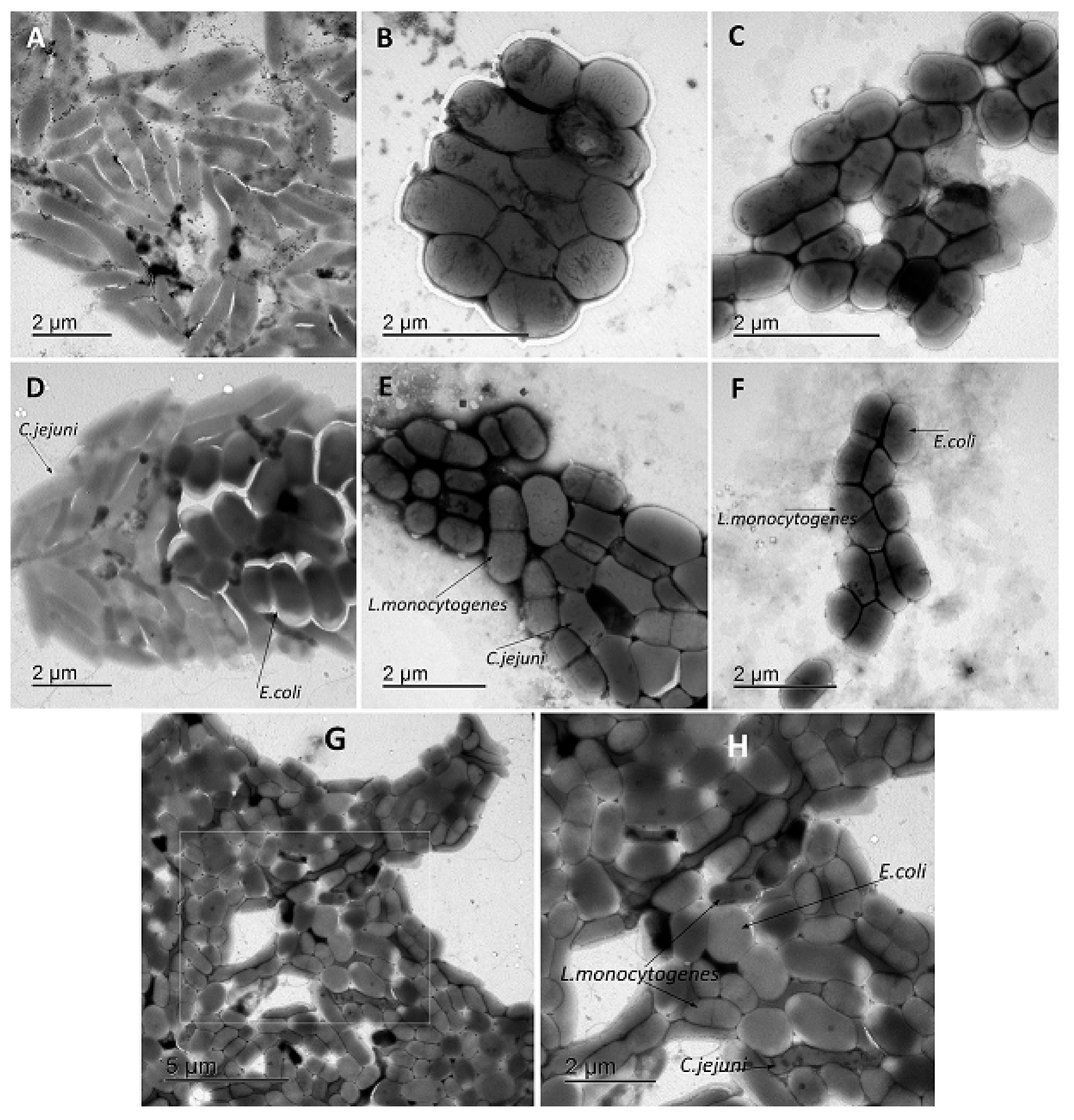 Microorganisms 08 00201 g005