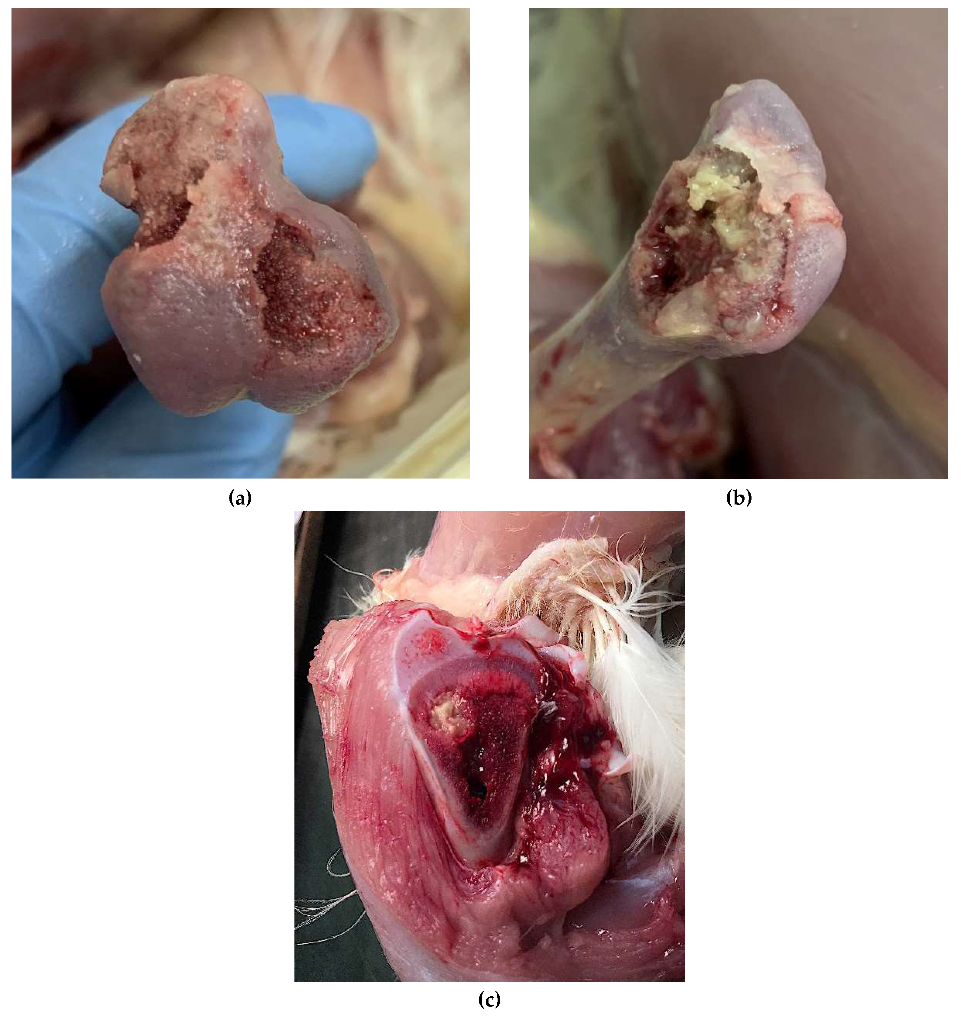 Microorganisms 08 00205 g001