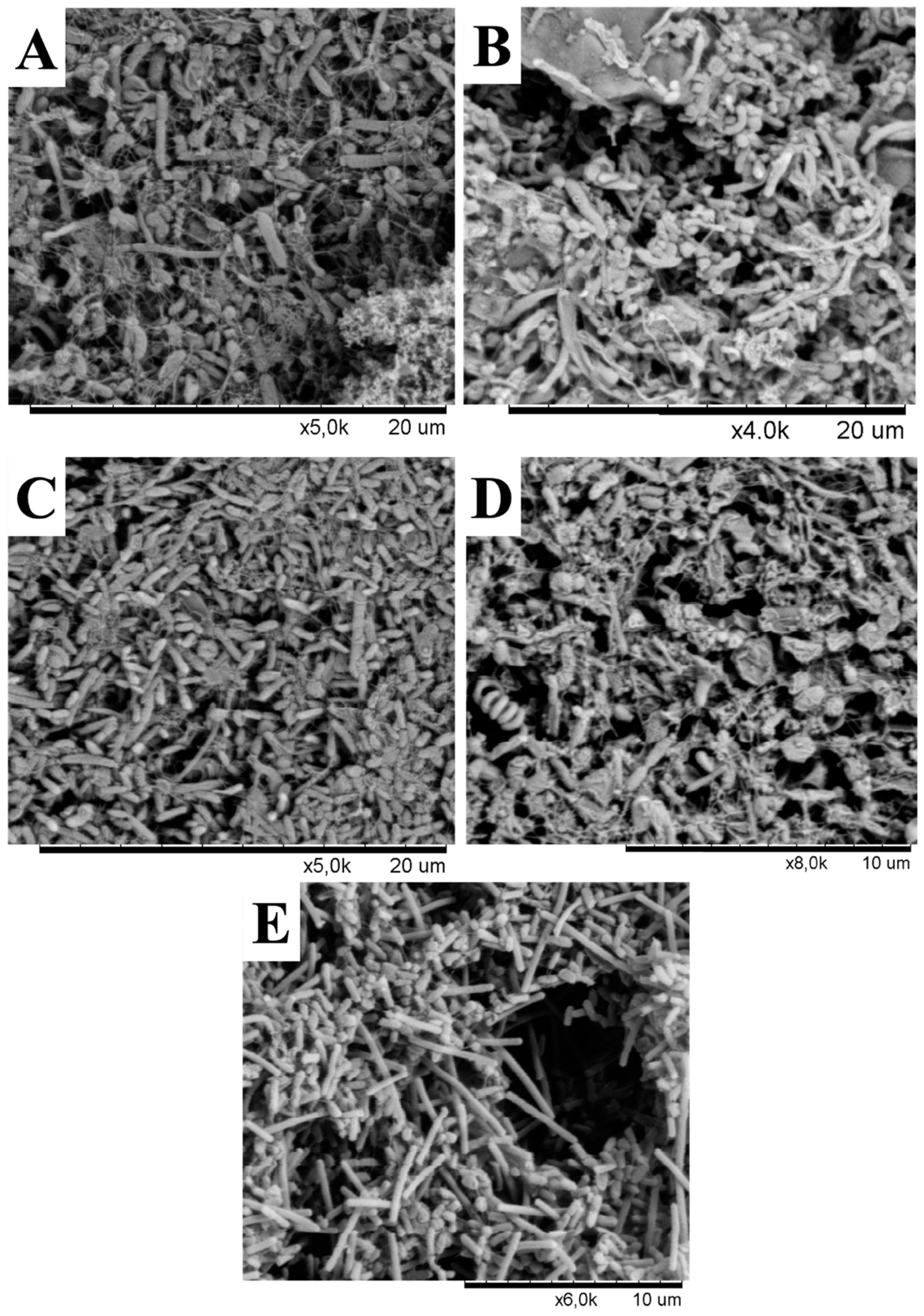 Microorganisms 08 00208 g005 Microorganisms 08 00208 g005