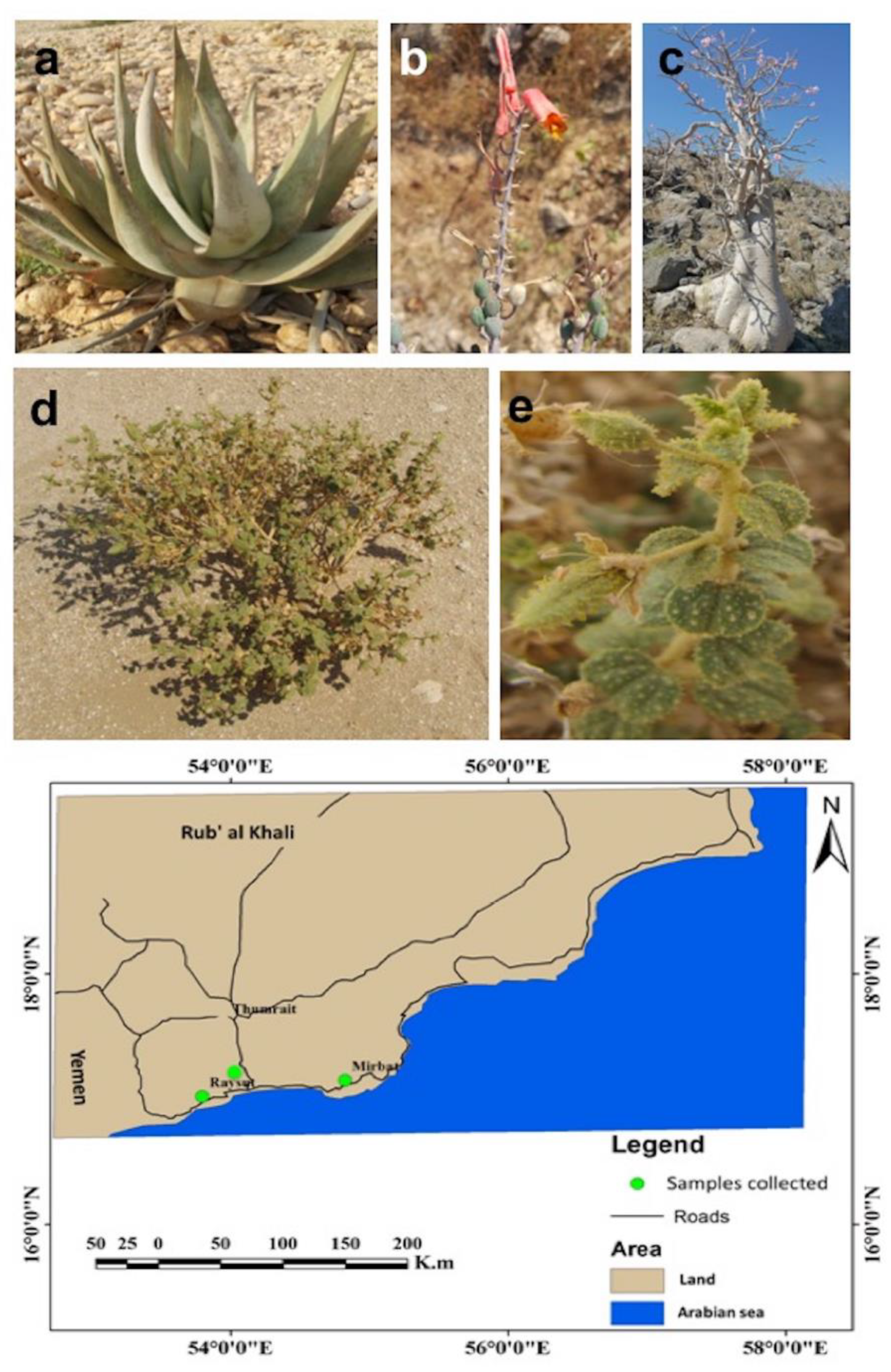 Microorganisms 08 00213 g001