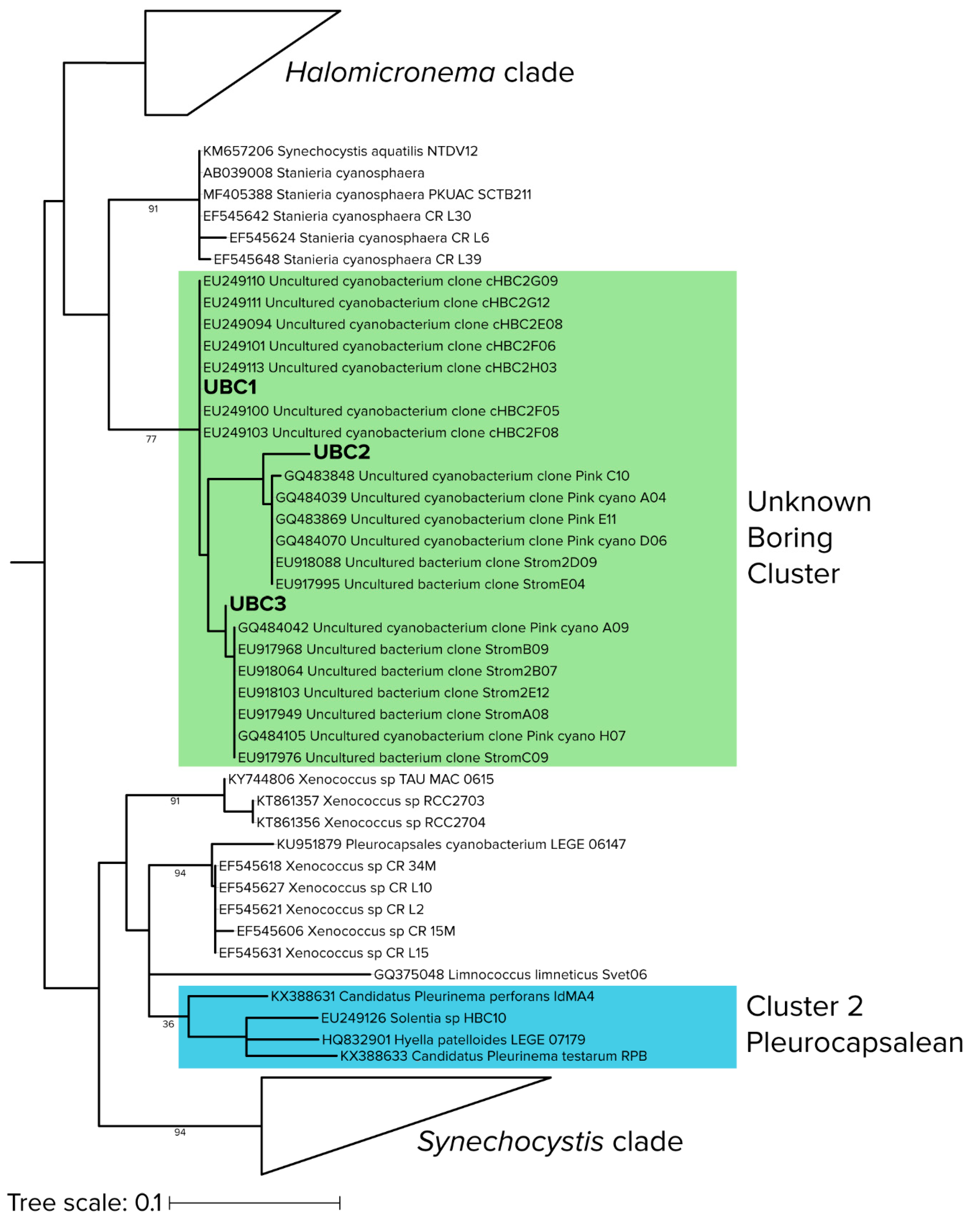Microorganisms 08 00214 g004