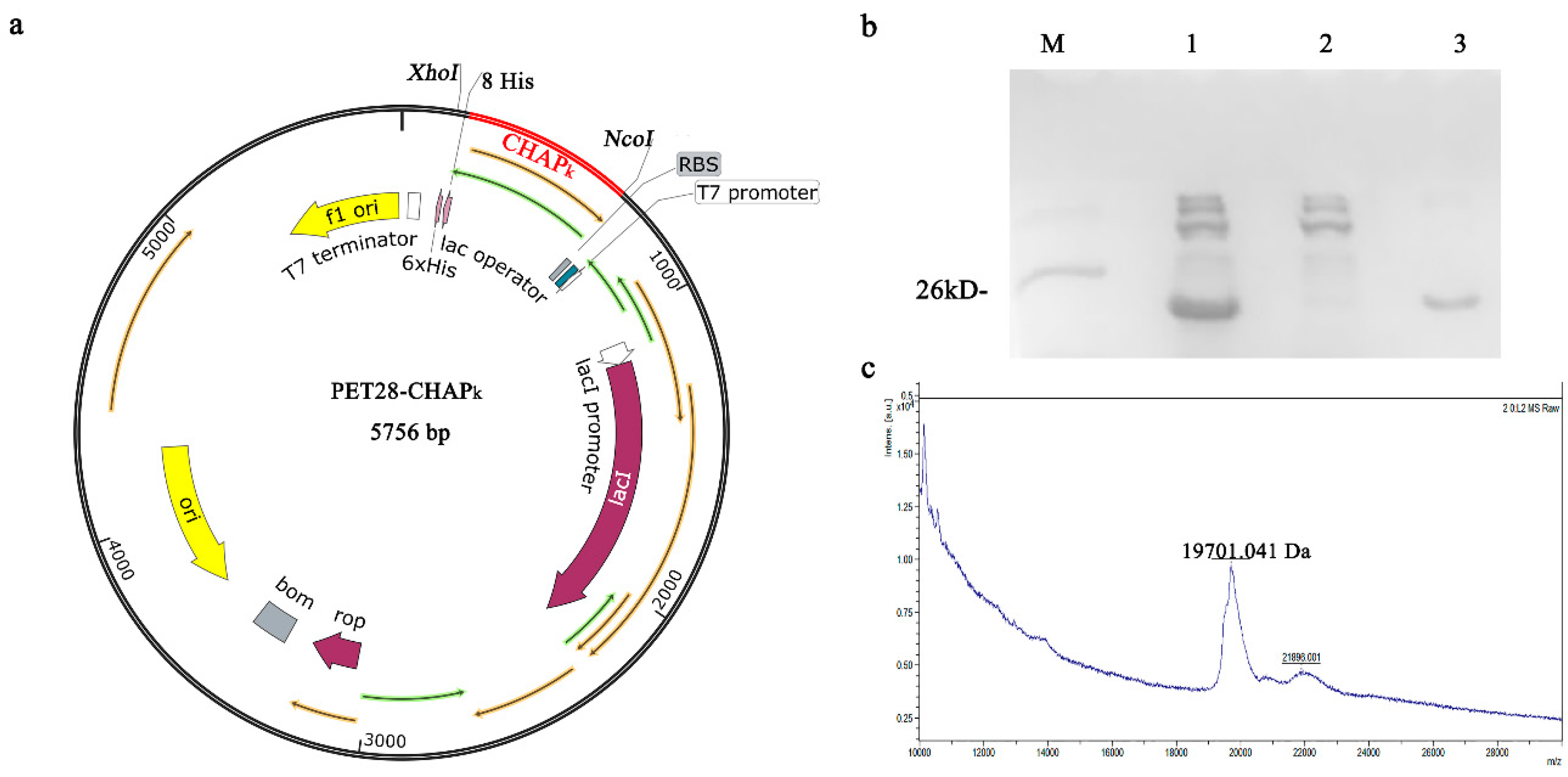 Microorganisms 08 00216 g001