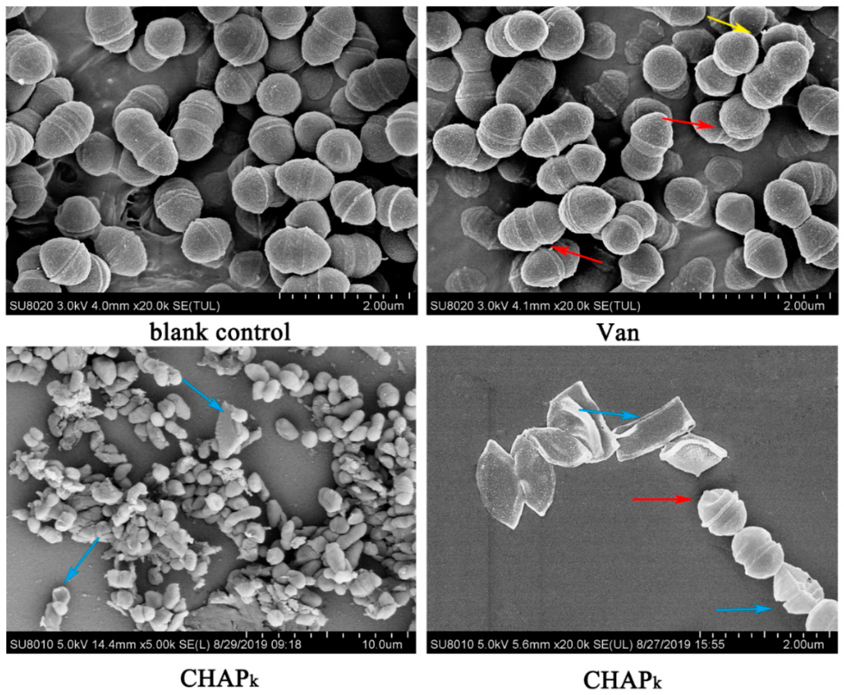 Microorganisms 08 00216 g003