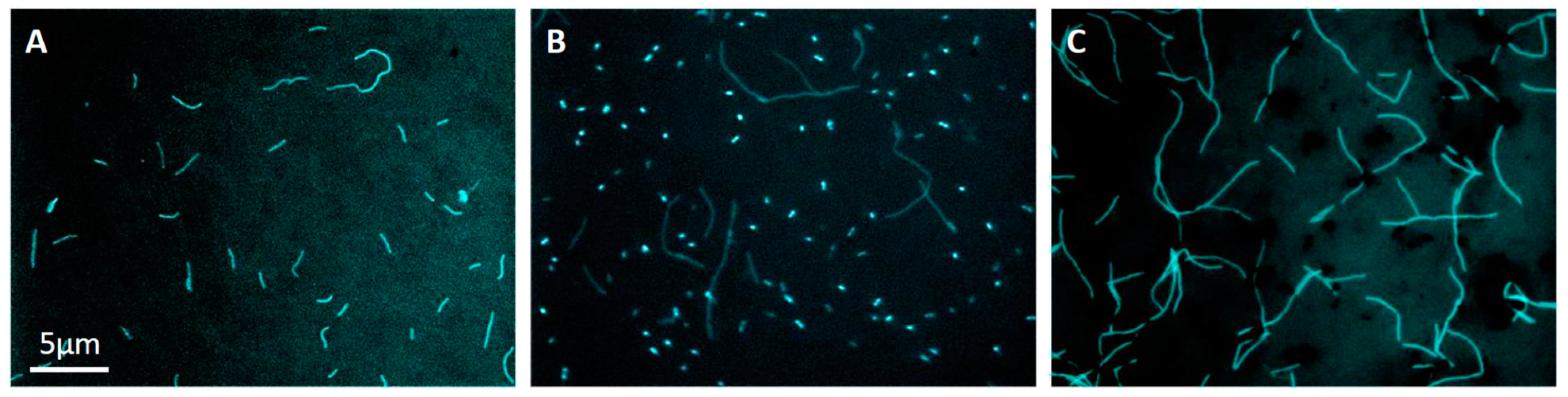 Microorganisms 08 00217 g001